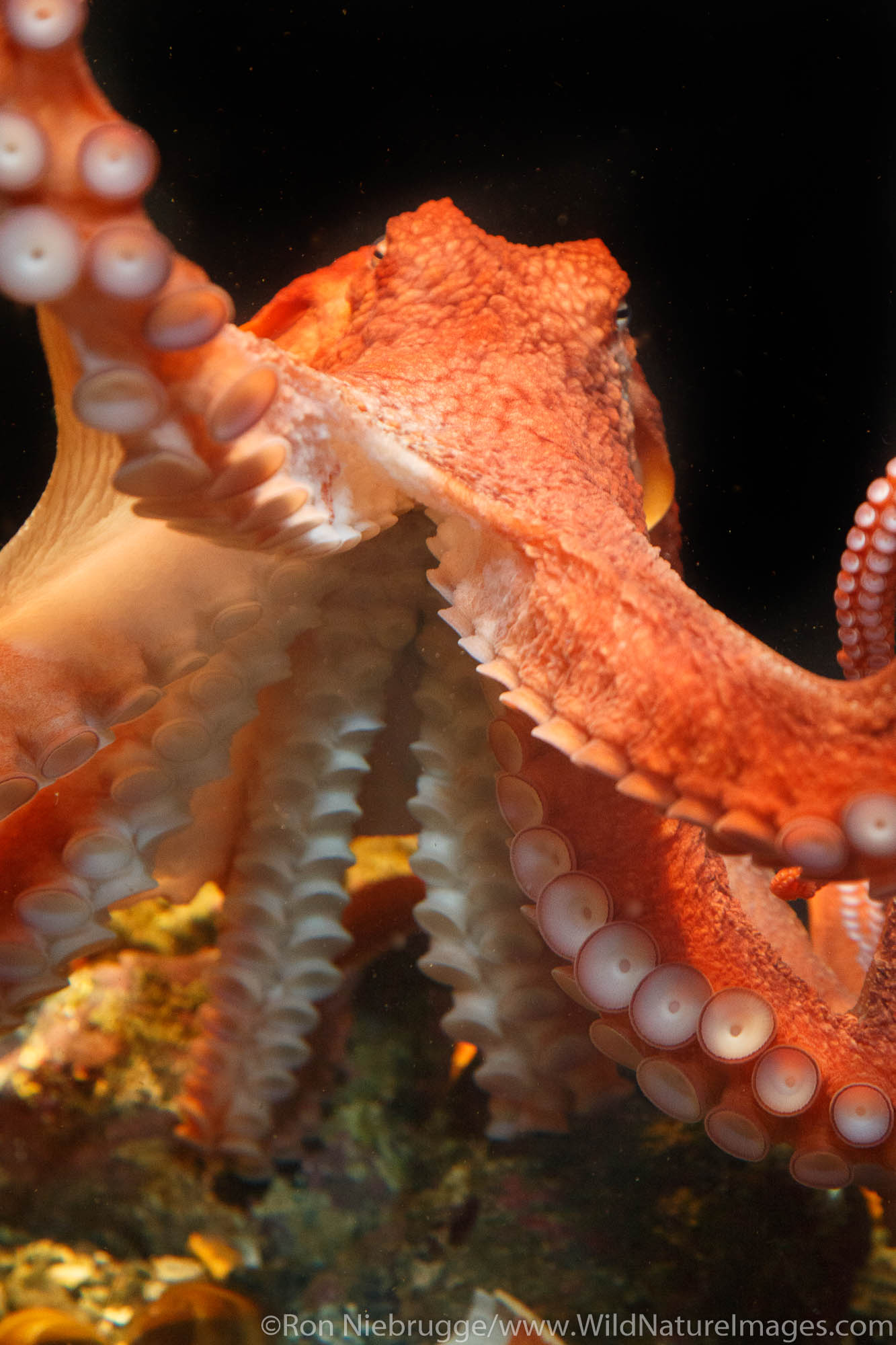 Giant Pacific Octopus, Alaska SeaLife Center, Seward, Alaska.