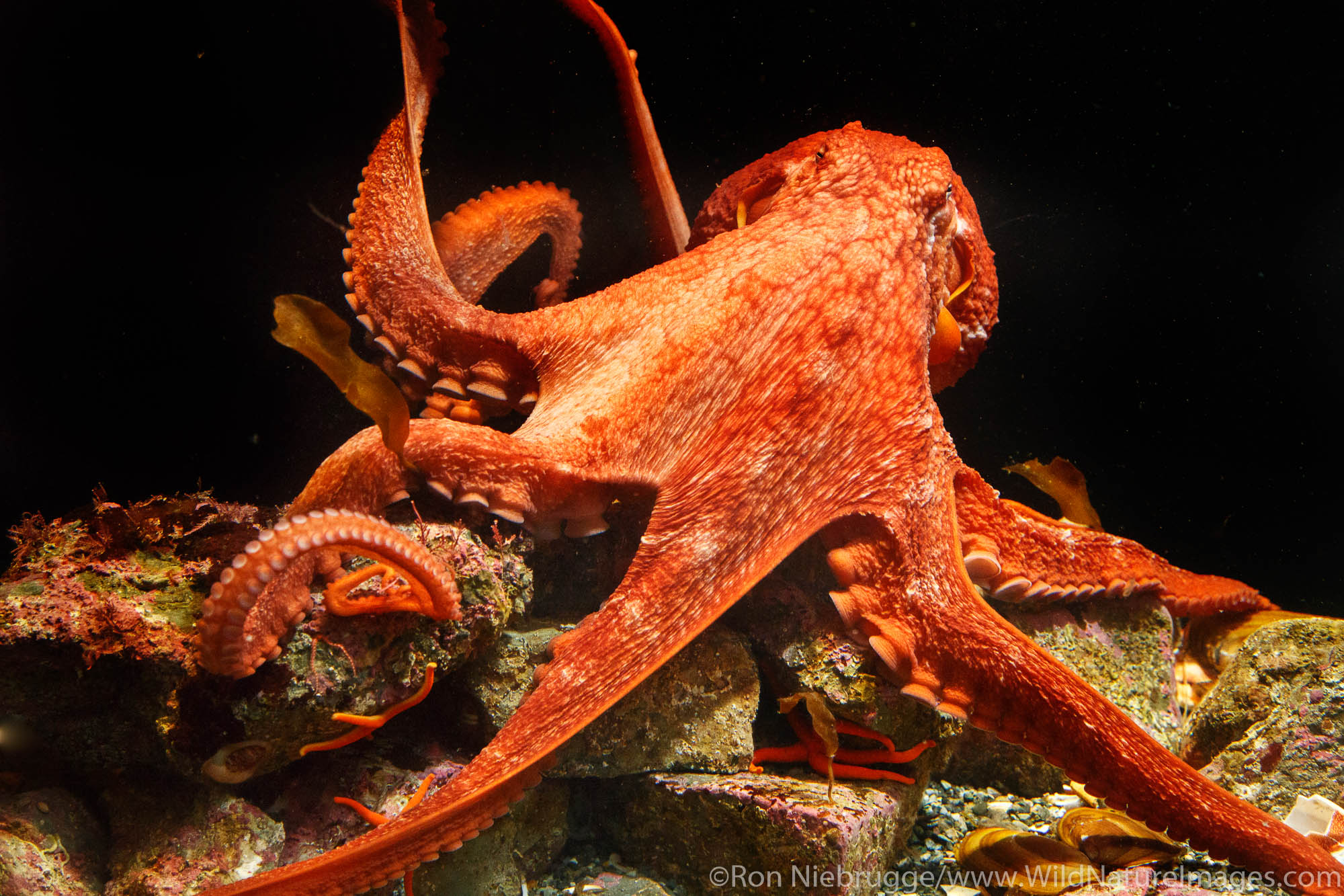 Giant Pacific Octopus, Alaska SeaLife Center, Seward, Alaska.