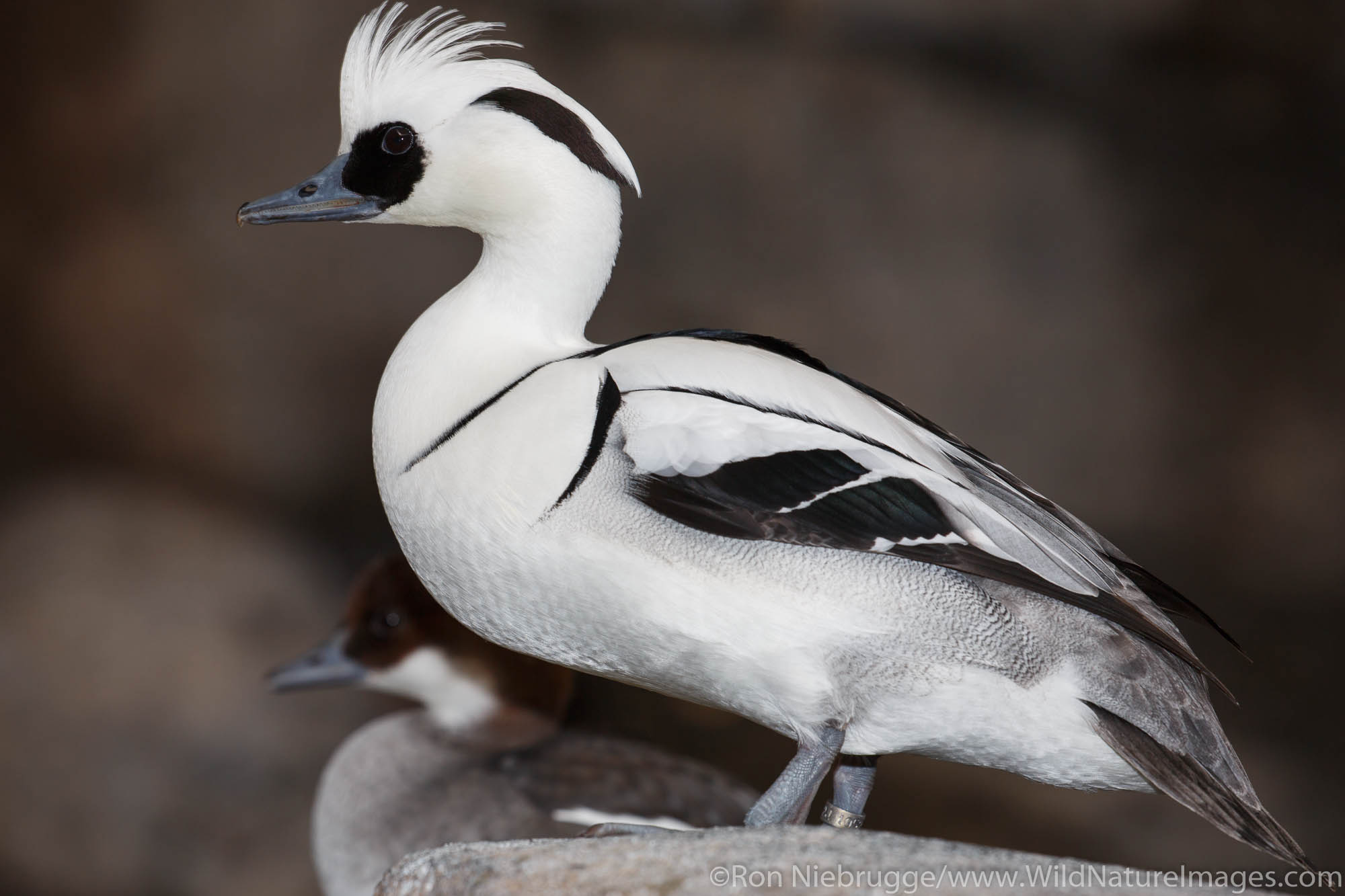 Smew in breeding plummage.  Alaska SeaLifeCenter, Seward, Alaska.
