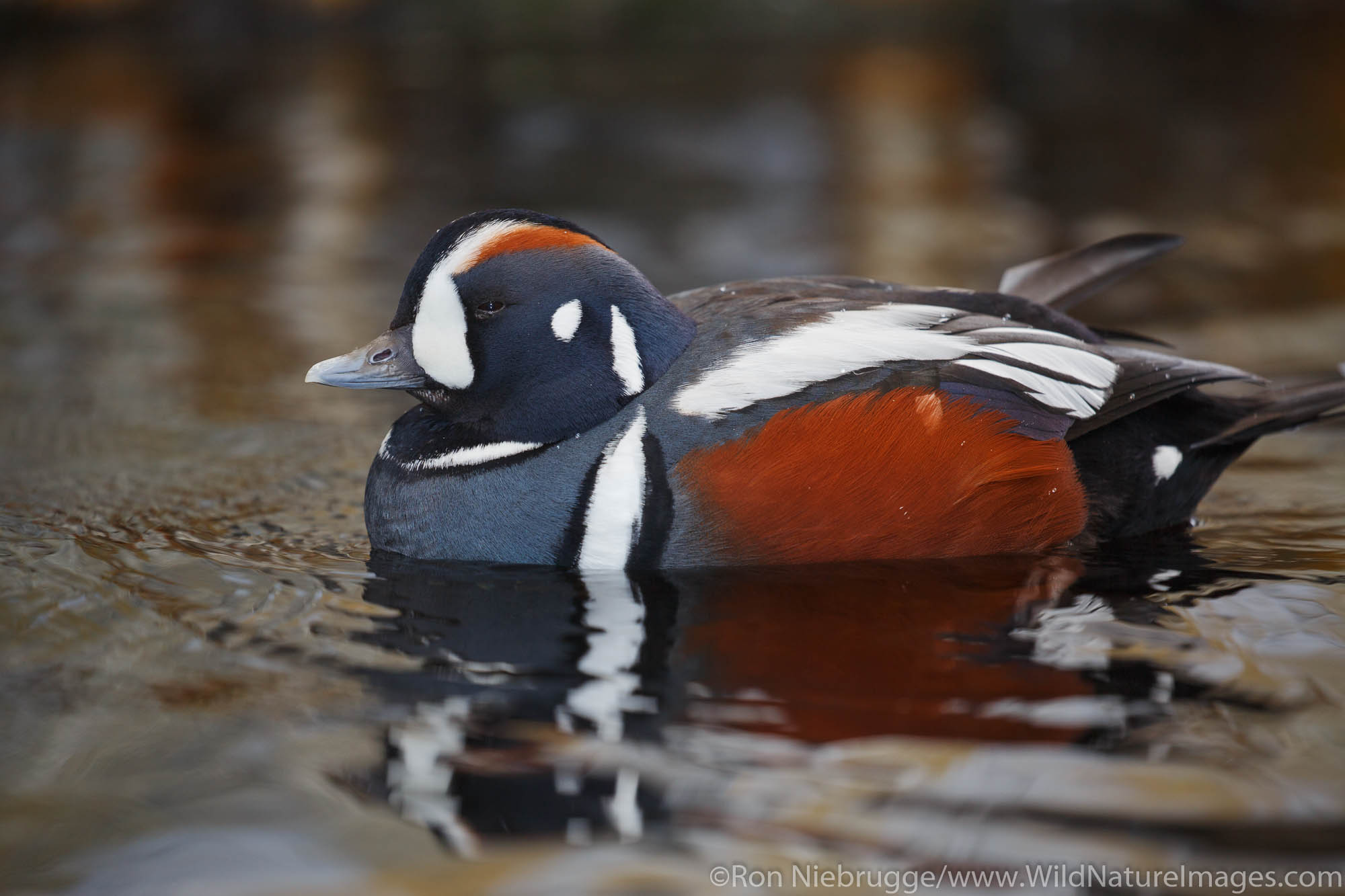 Harlequin Duck, Alaska SeaLife Center, Seward, Alaska.
