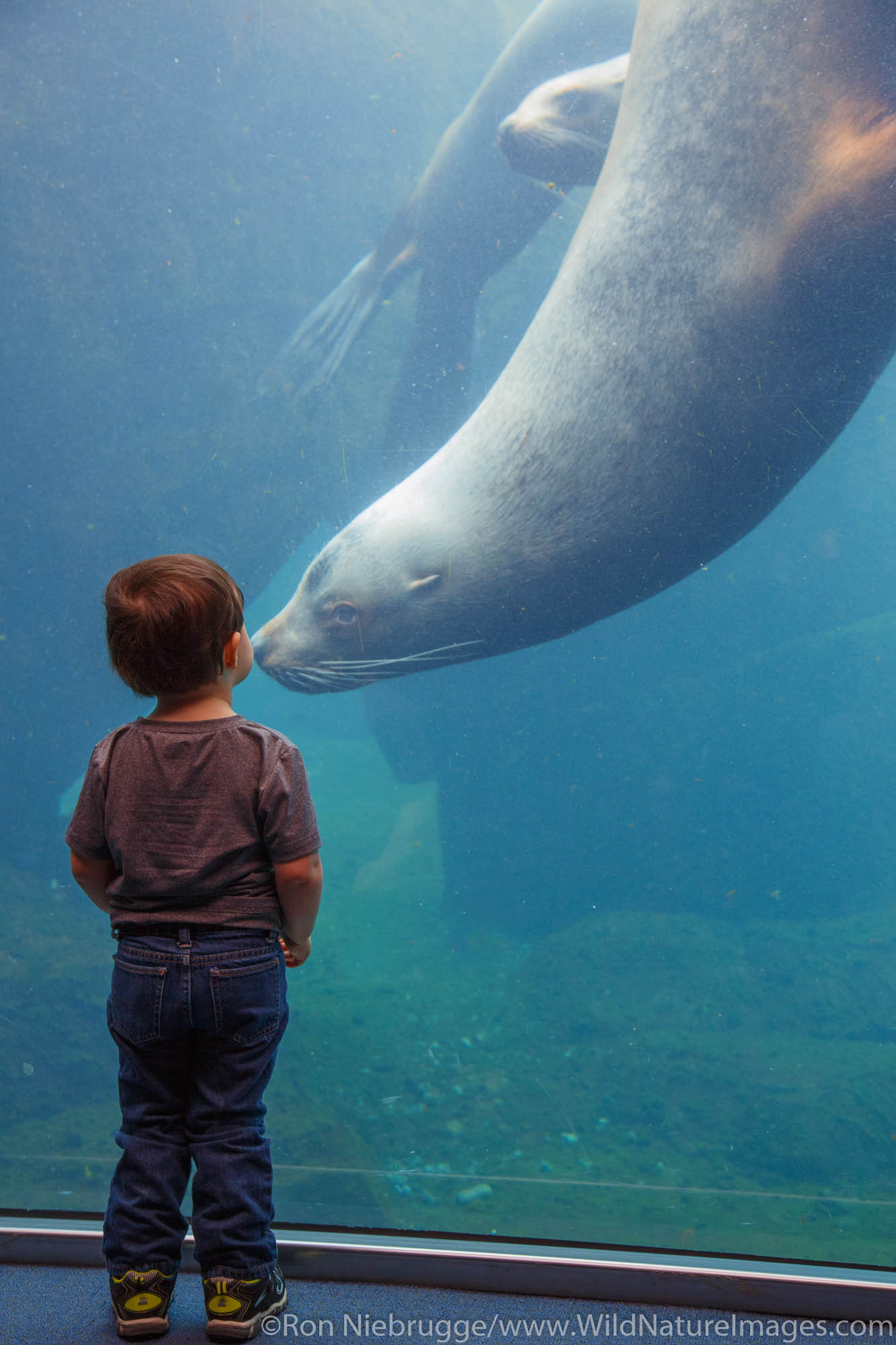 Steller Sea Lion, Alaska SeaLife Center, Seward, Alaska.
