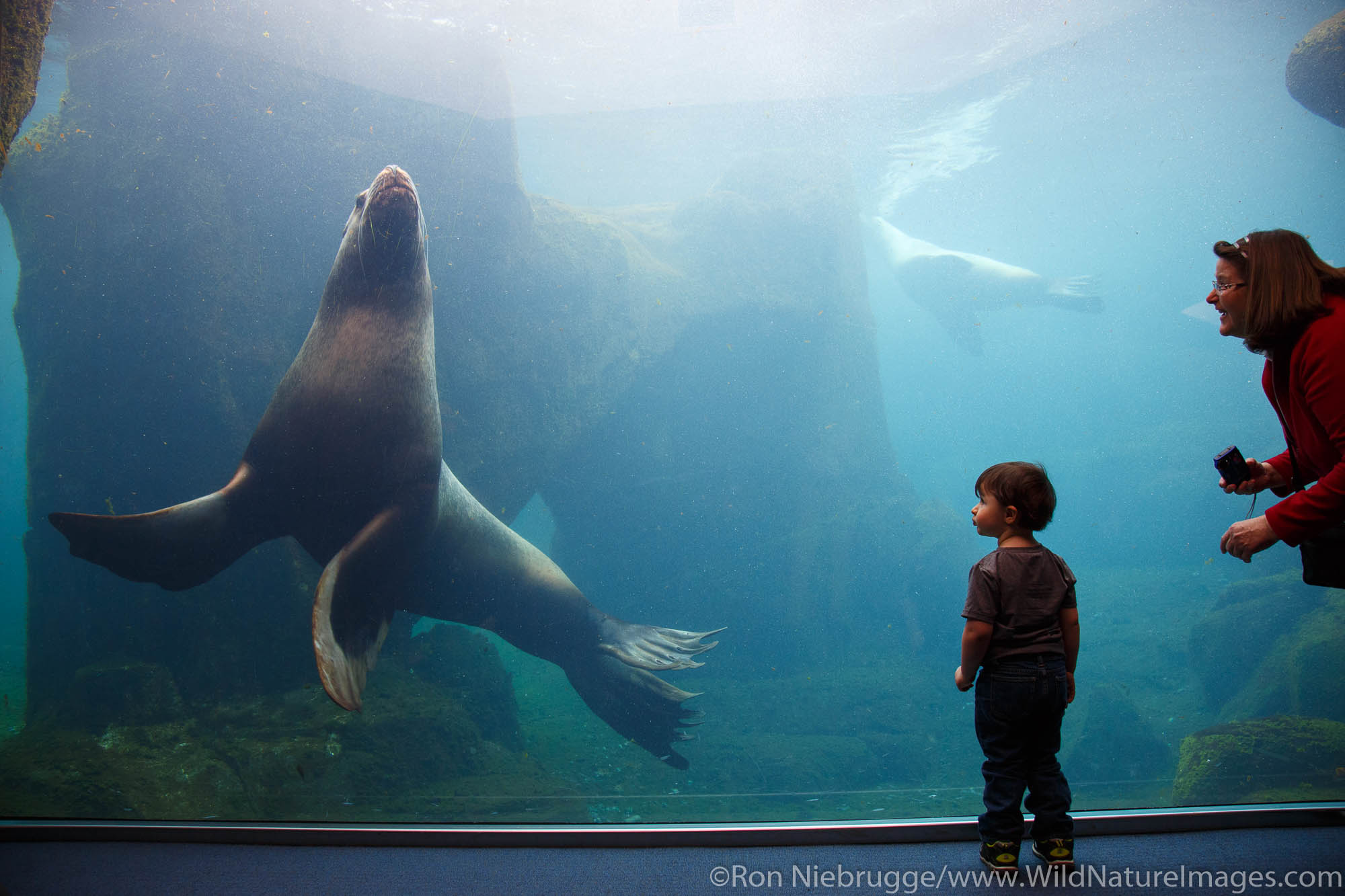 Steller Sea Lion, Alaska SeaLife Center, Seward, Alaska.