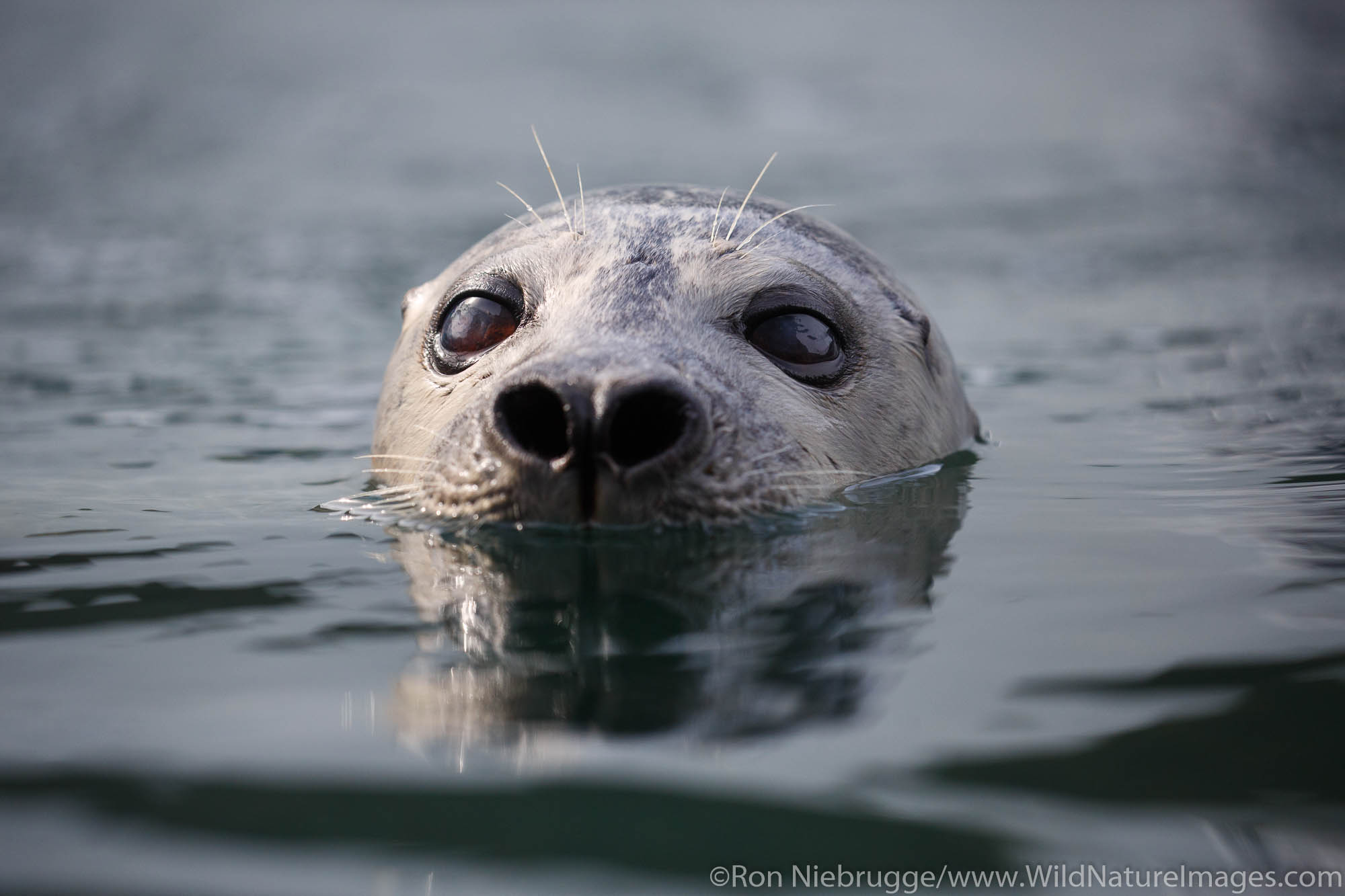 Harbor Seal, Alaska SeaLife Center, Seward, Alaska