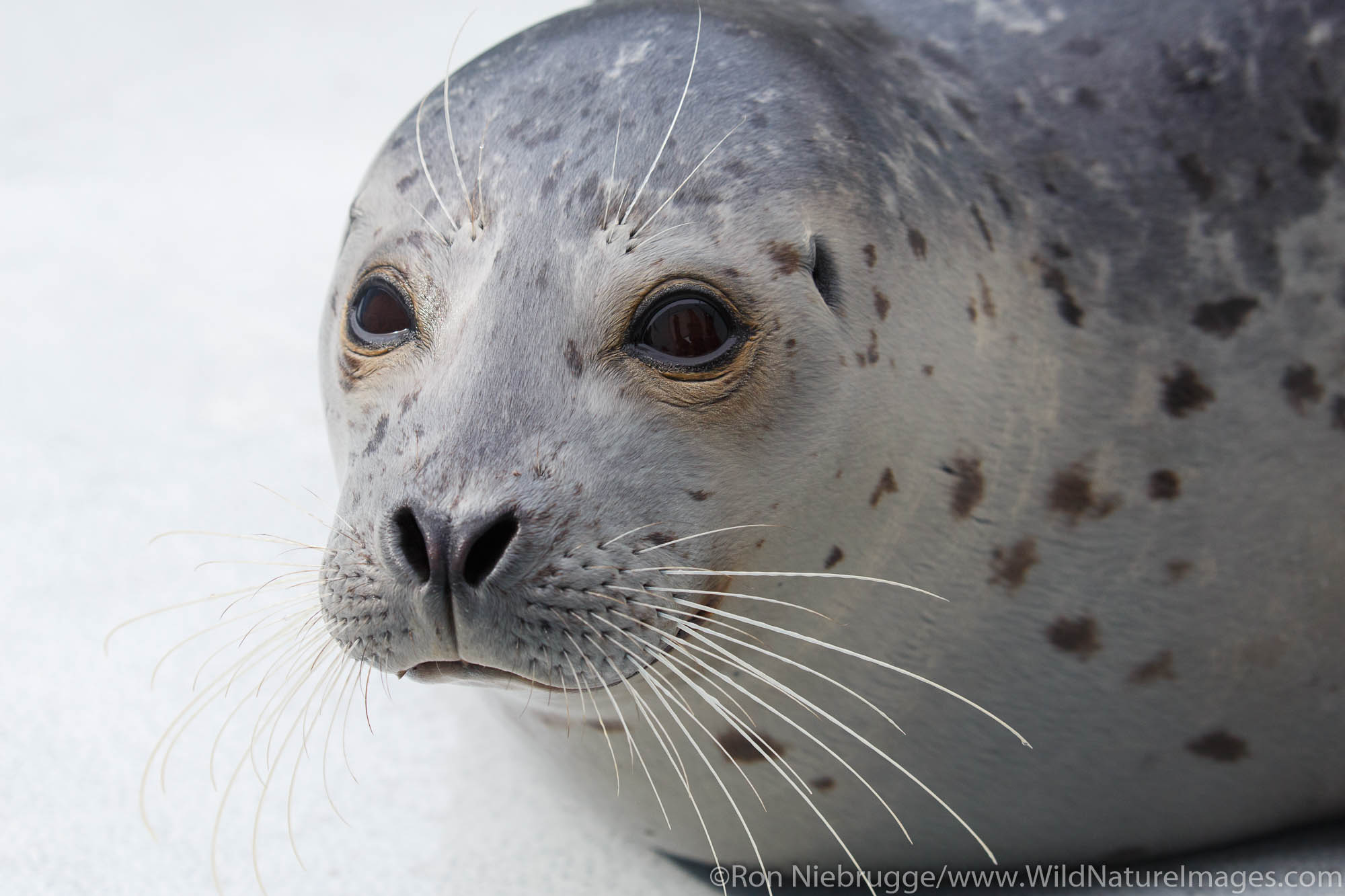 Seal, Alaska SeaLife Center, Seward, Alaska