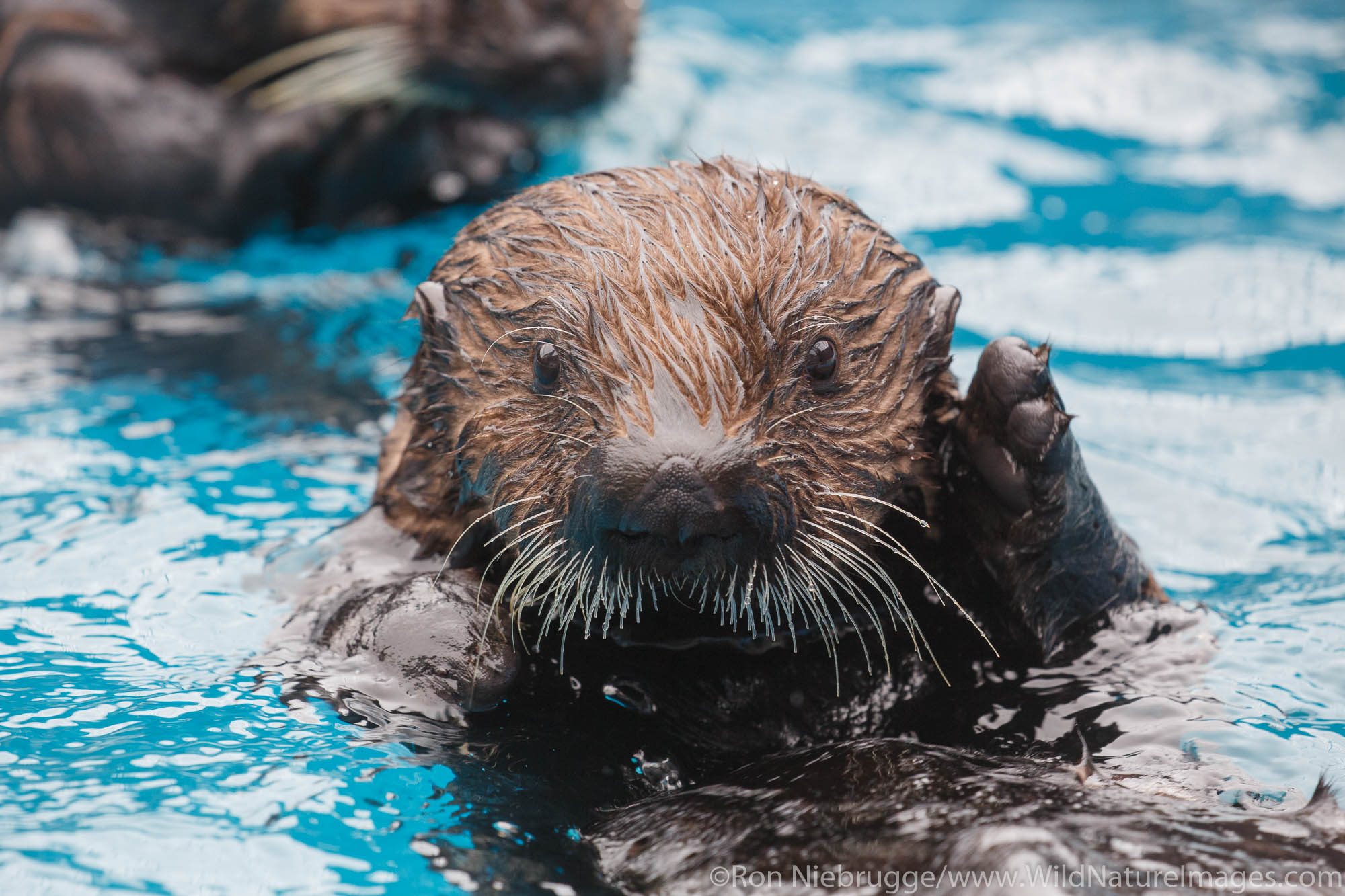 Sea Otter, Alaska SeaLife Center, Seward, Alaska