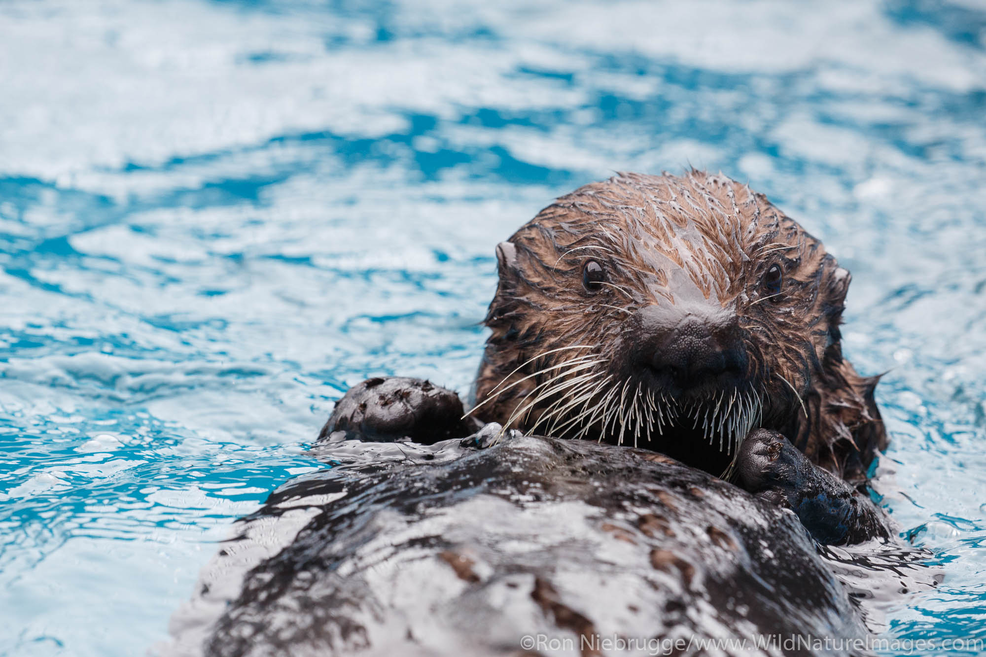 Sea Otter, Alaska SeaLife Center, Seward, Alaska