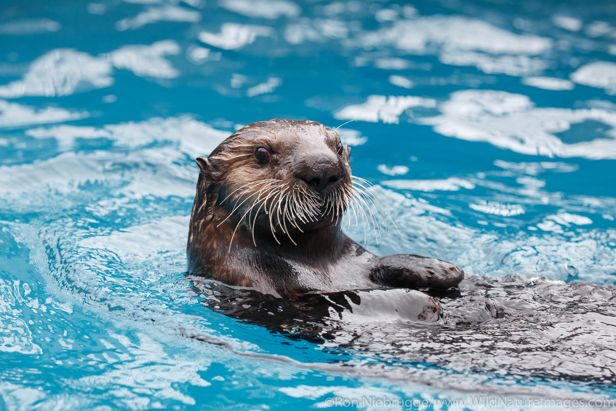 Sea Otter, Alaska SeaLife Center, Seward, Alaska