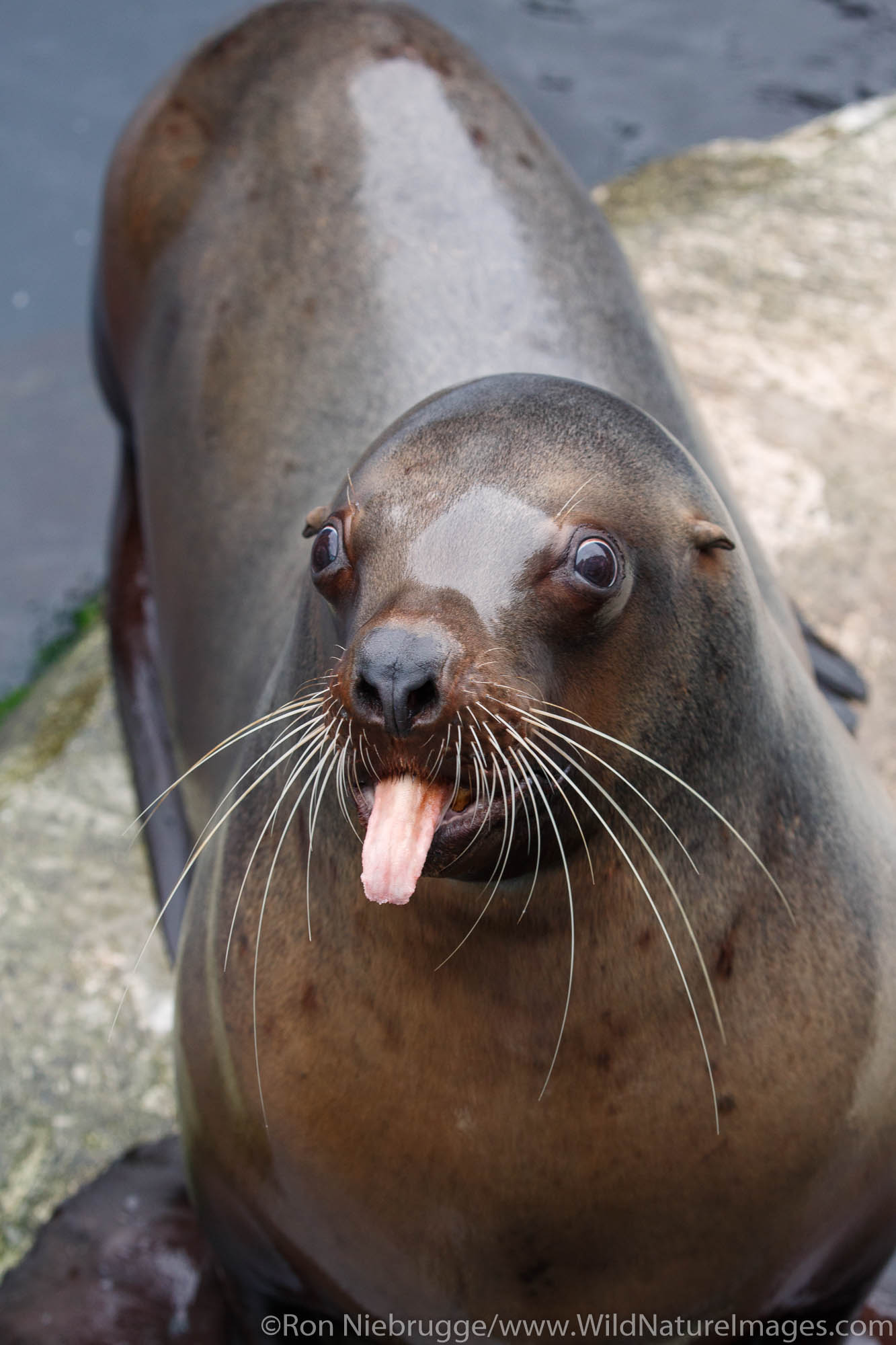 Steller Sea Lion, Alaska SeaLife Center, Seward, Alaska.