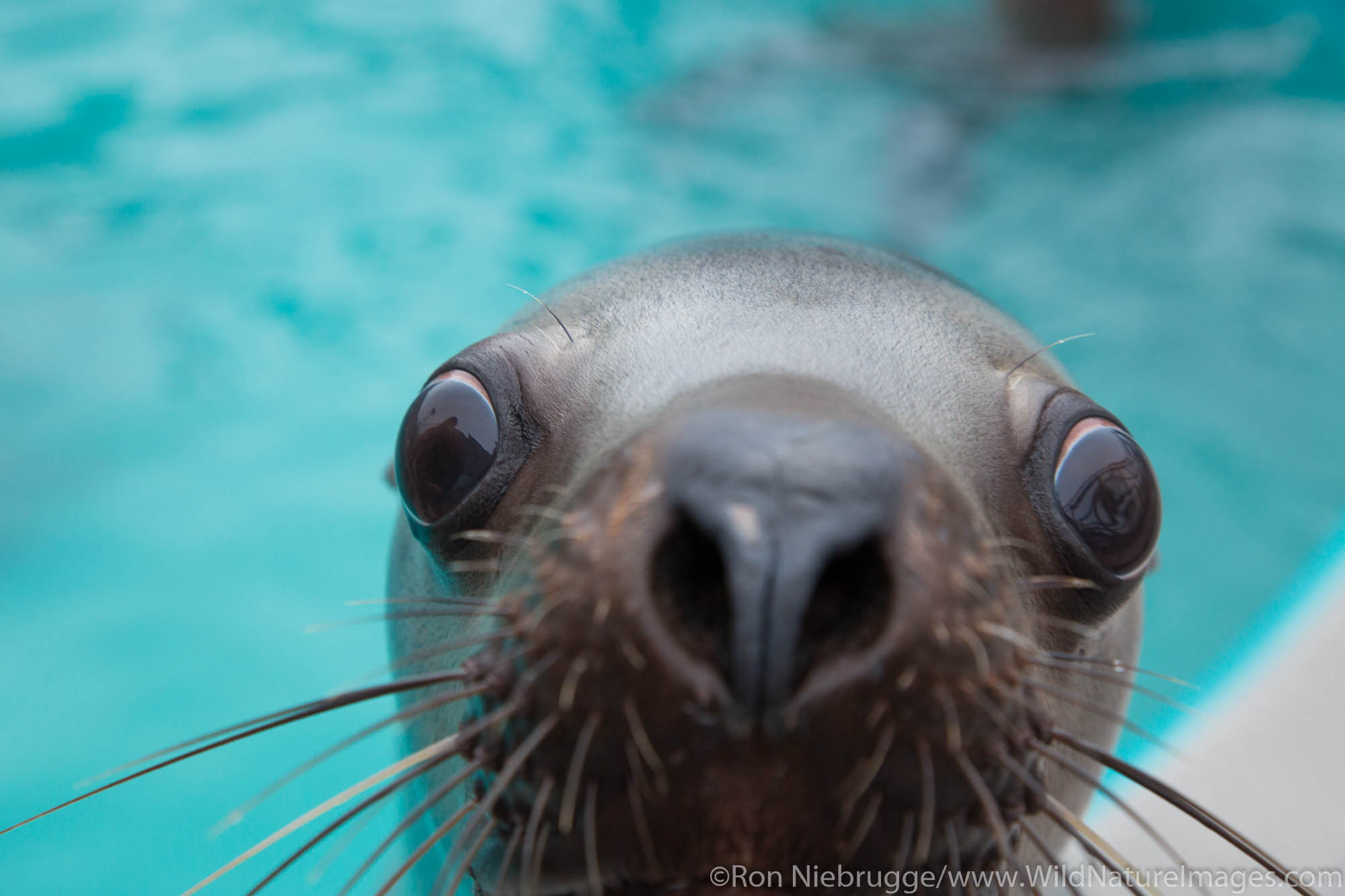 Steller Sea Lion, Alaska SeaLife Center, Seward, Alaska.