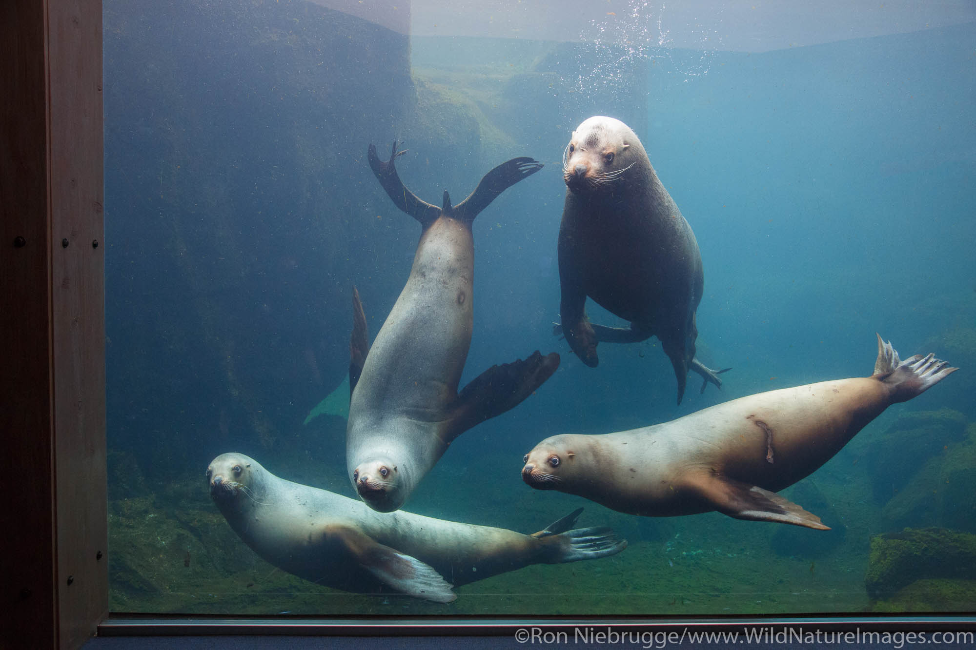 Steller Sea Lion, Alaska SeaLife Center, Seward, Alaska.