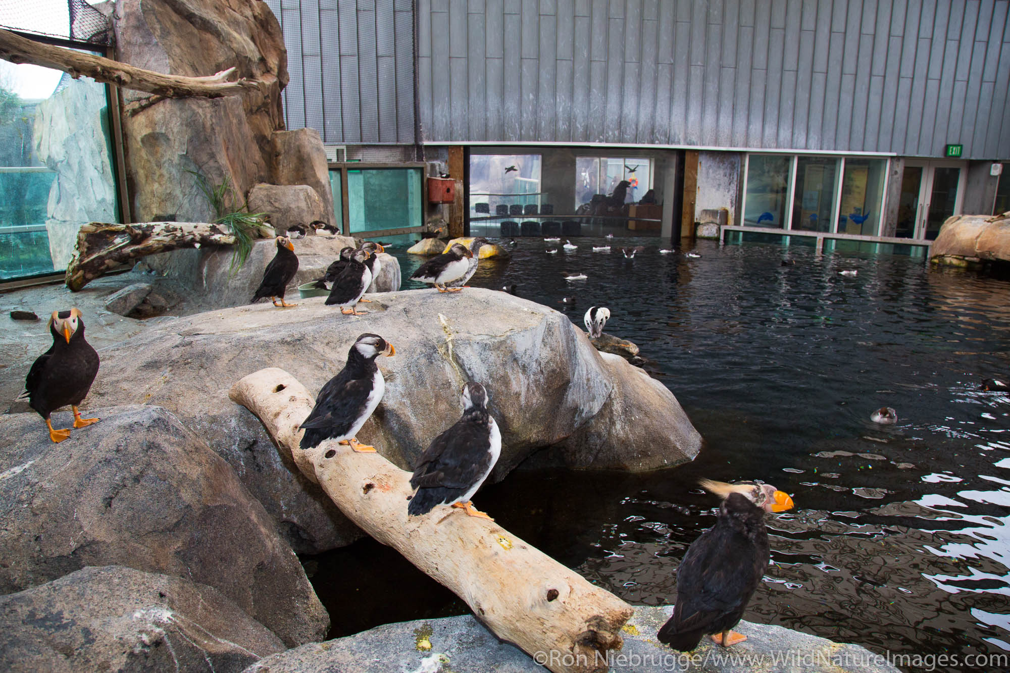 Sea Bird Exhibit, Alaska SeaLife Center, Seward, Alaska