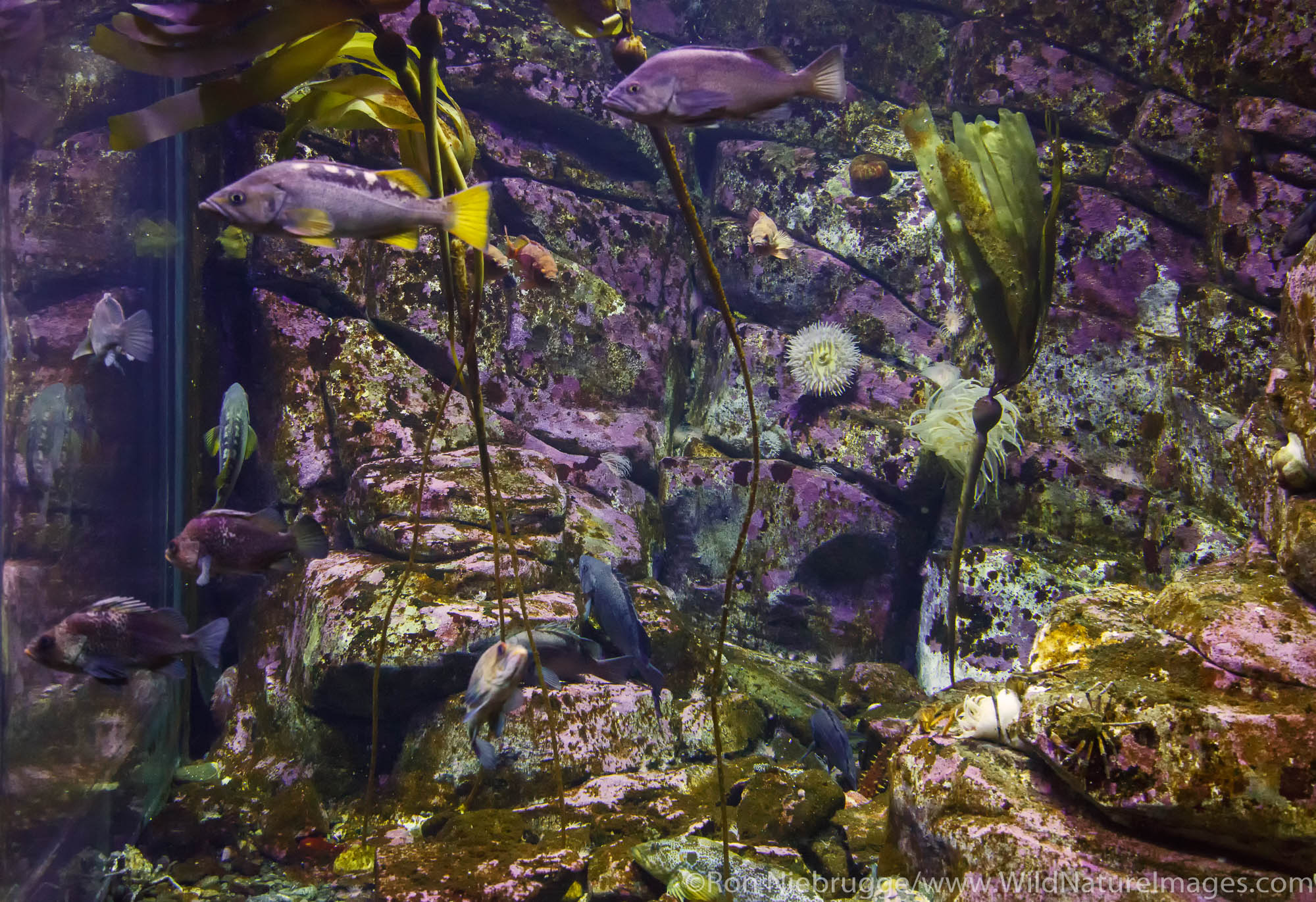 Fish exhibit, Alaska SeaLife Center, Seward, Alaska.