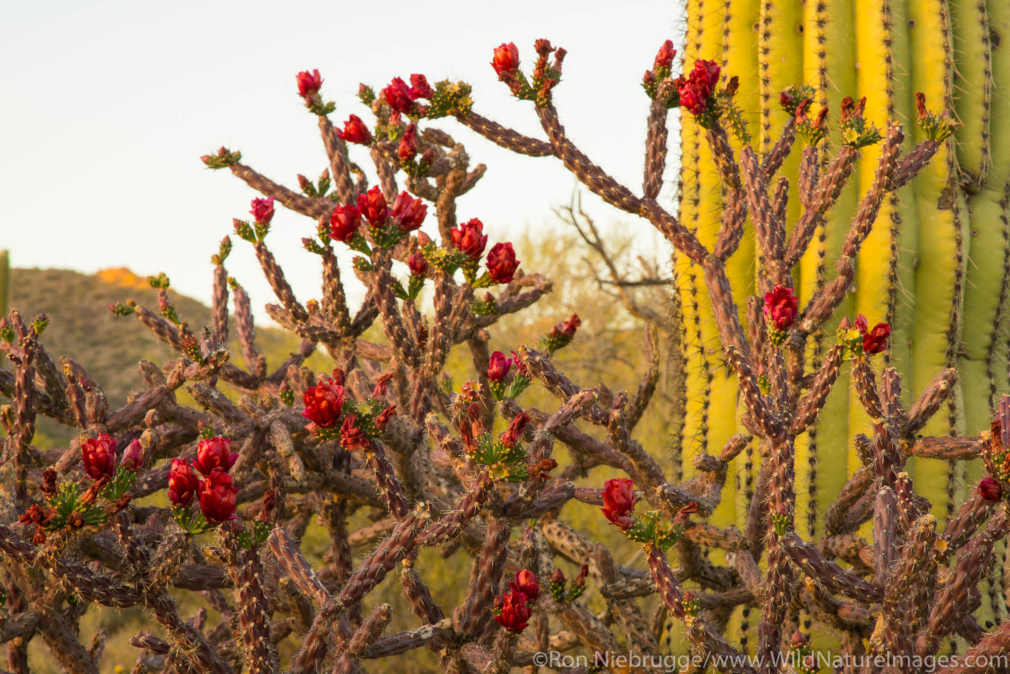 Blooming cactus. Tortolita Mountains near Tucson, Marana, Arizona.