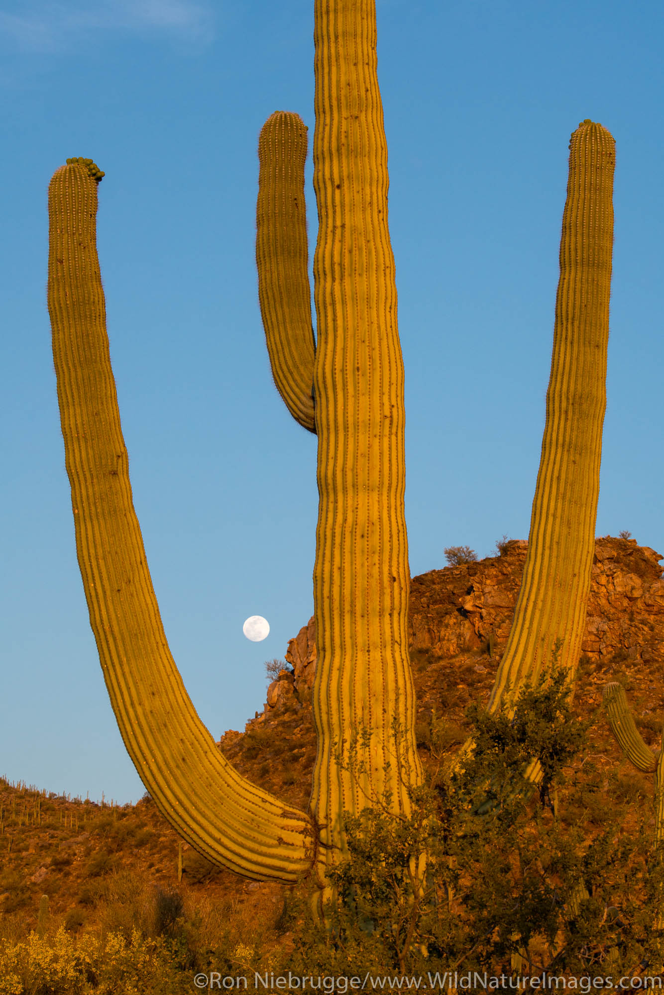 Full moon, Tortolita Mountains near Tucson, Marana, Arizona.