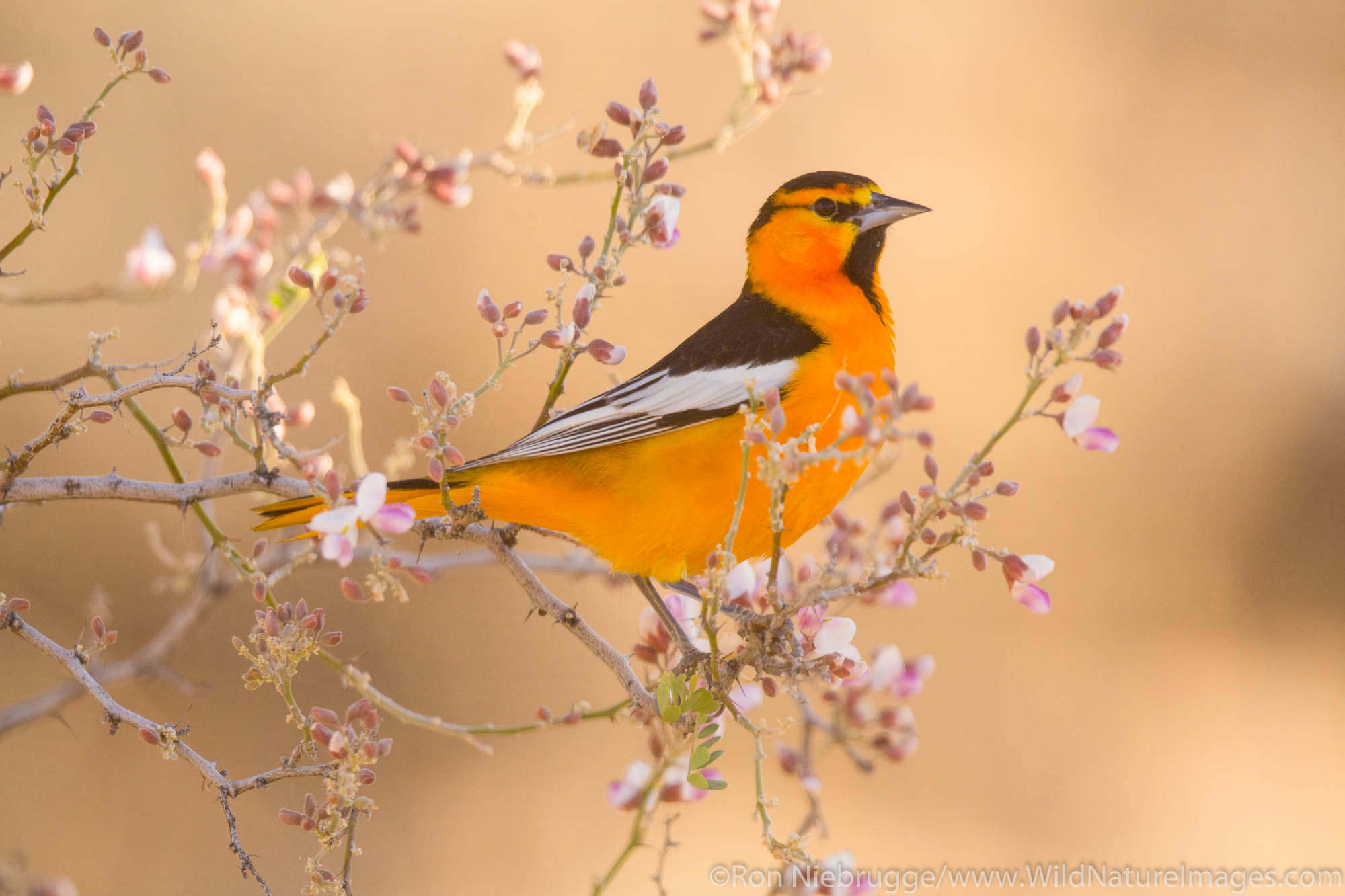 Bullock's oriole, Tortolita Mountains near Tucson, Marana, Arizona.