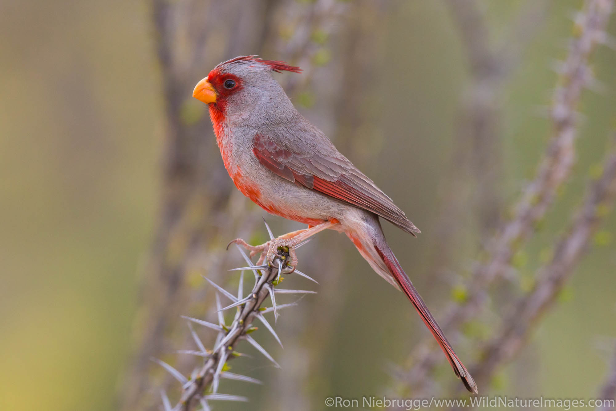 Pyrrhuloxia, Tortolita Mountains near Tucson, Marana, Arizona.