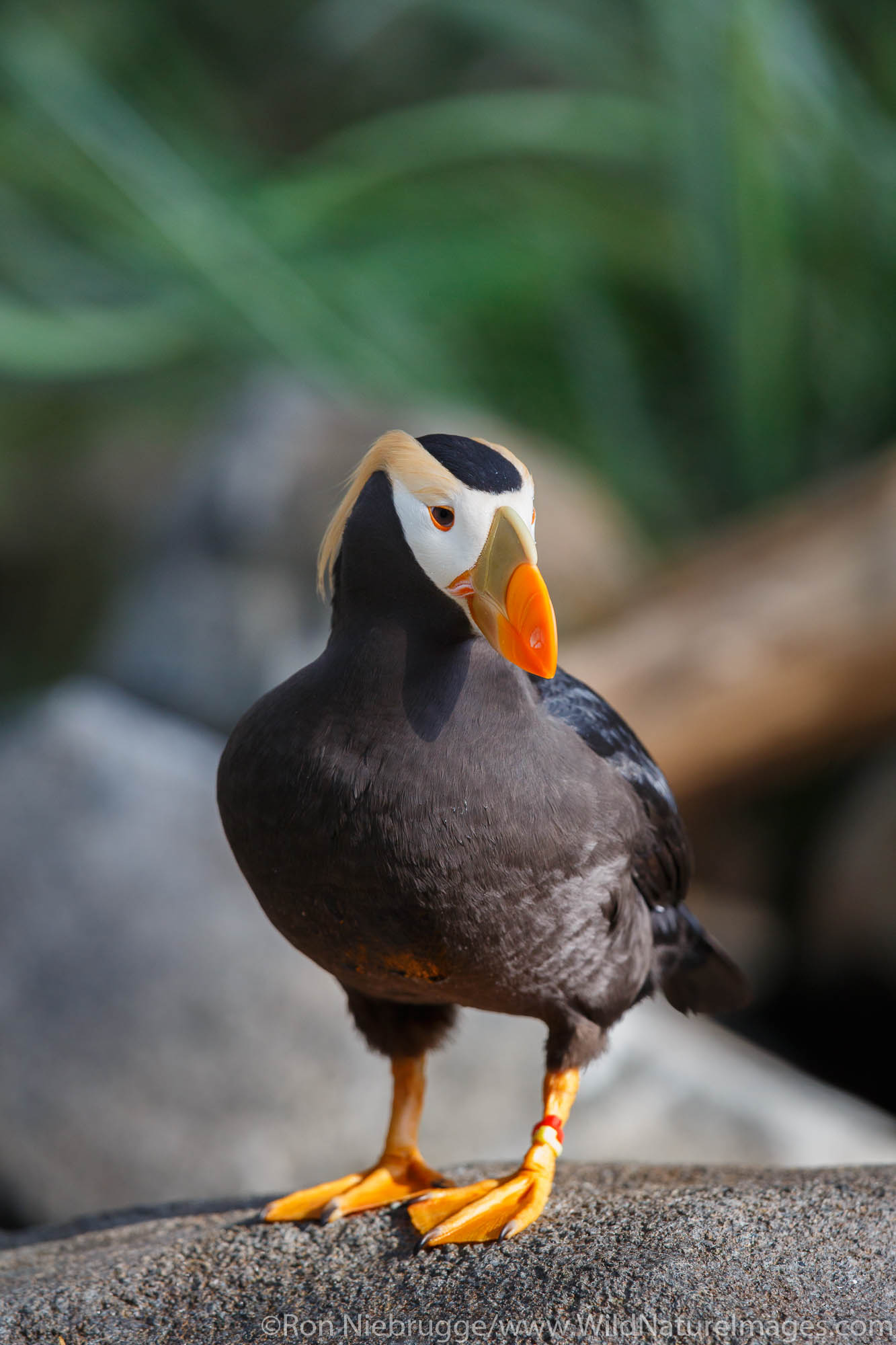 Tufted Puffin.  Alaska SeaLife Center, Seward, Alaska.