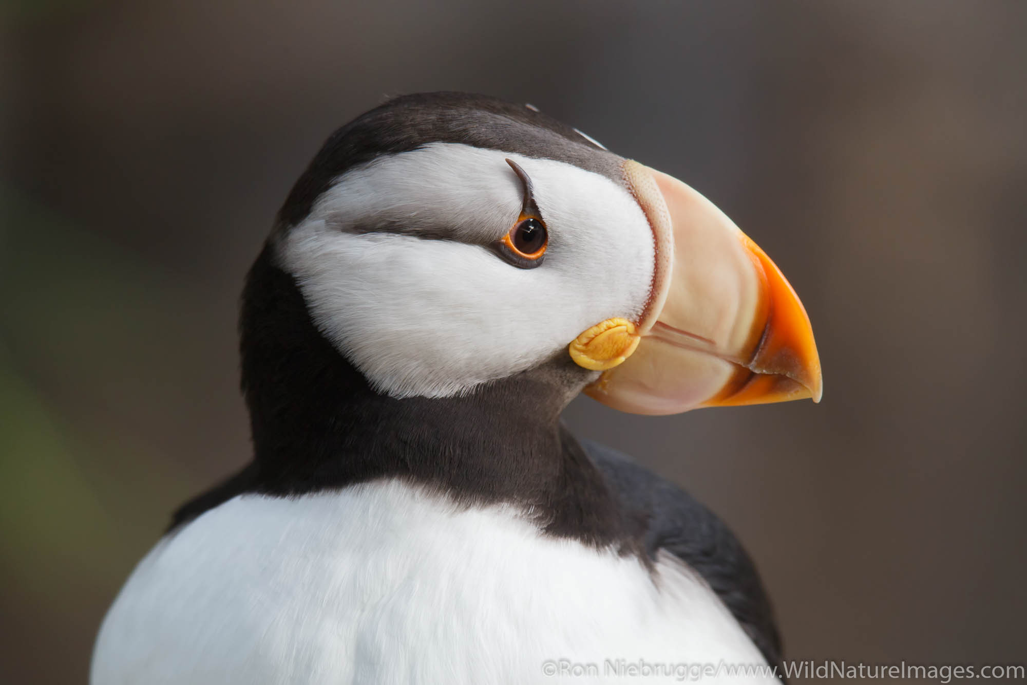 Horned Puffin.  Alaska SeaLife Center, Seward, Alaska.