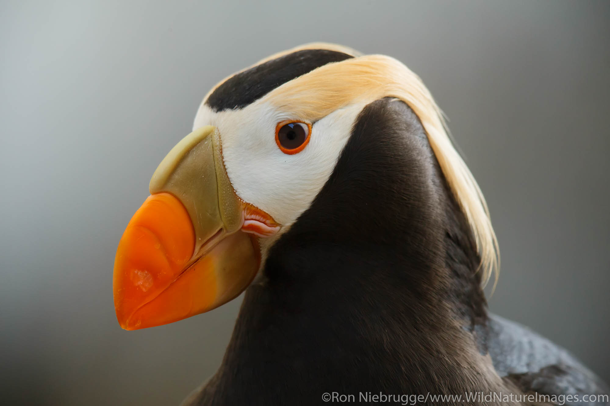 Tufted Puffin.  Alaska SeaLife Center, Seward, Alaska.