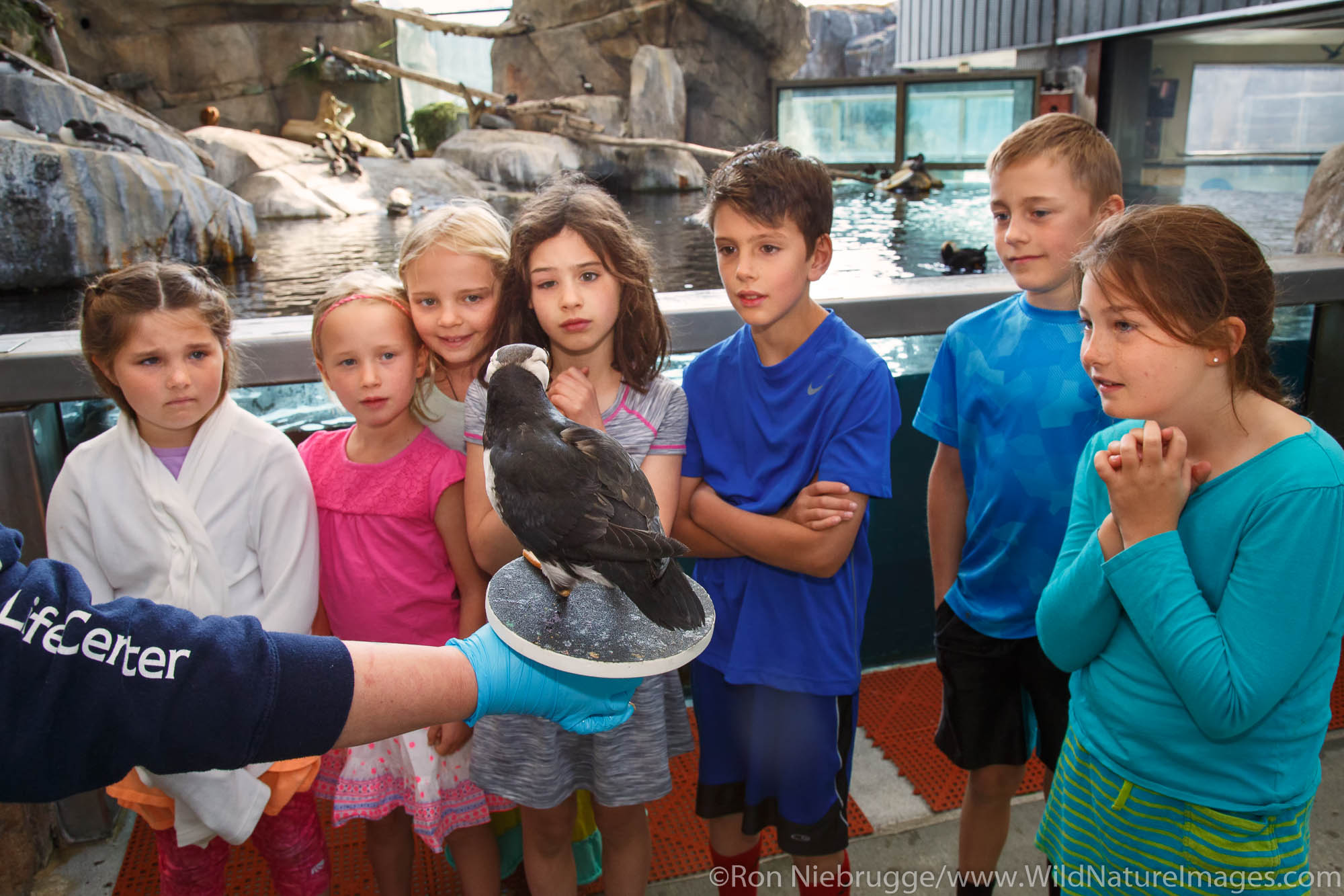 Kids at the Alaska SeaLife Center.  Seward, Alaska.