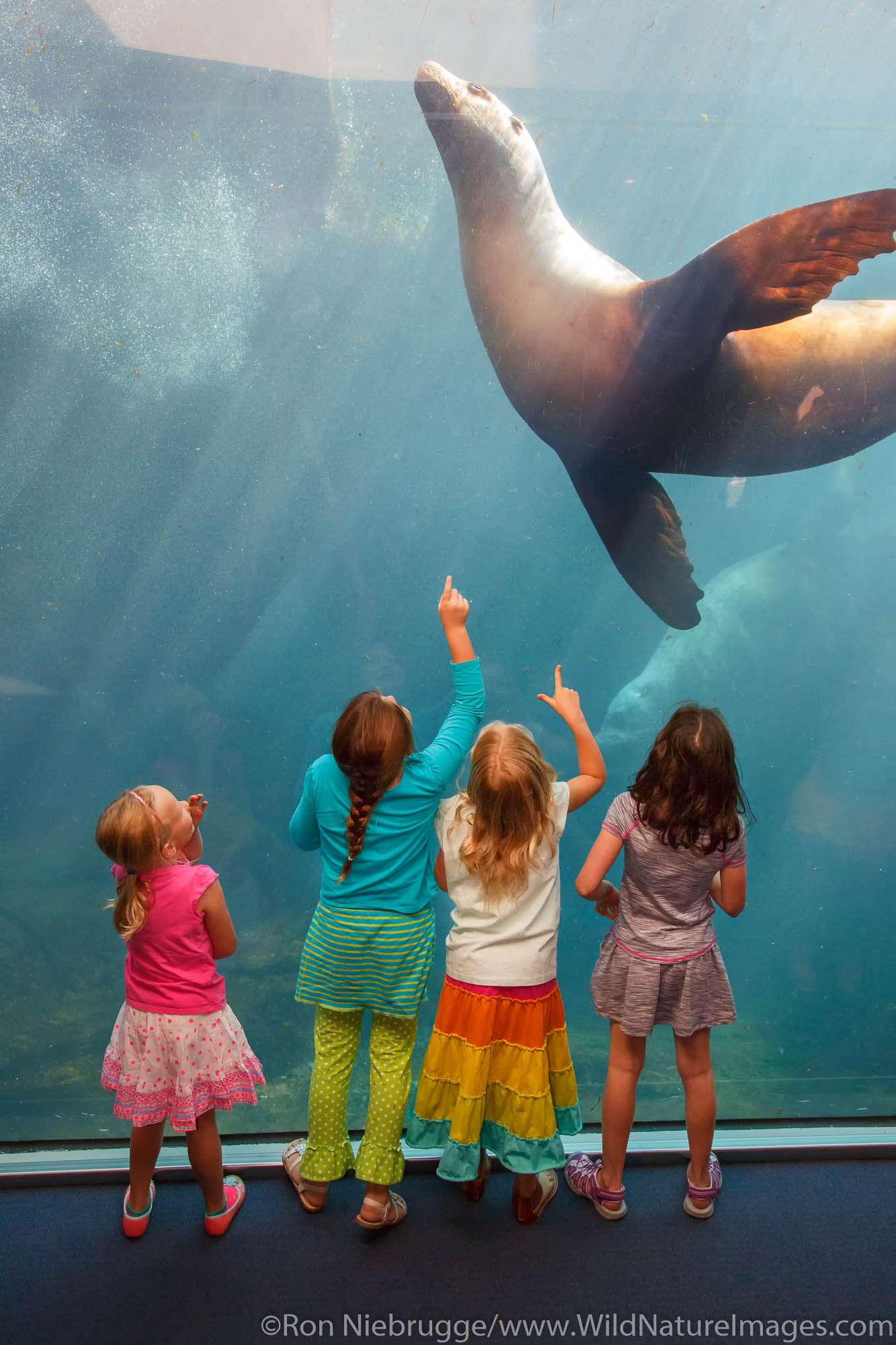 Kids at the Alaska SeaLife Center.  Seward, Alaska.