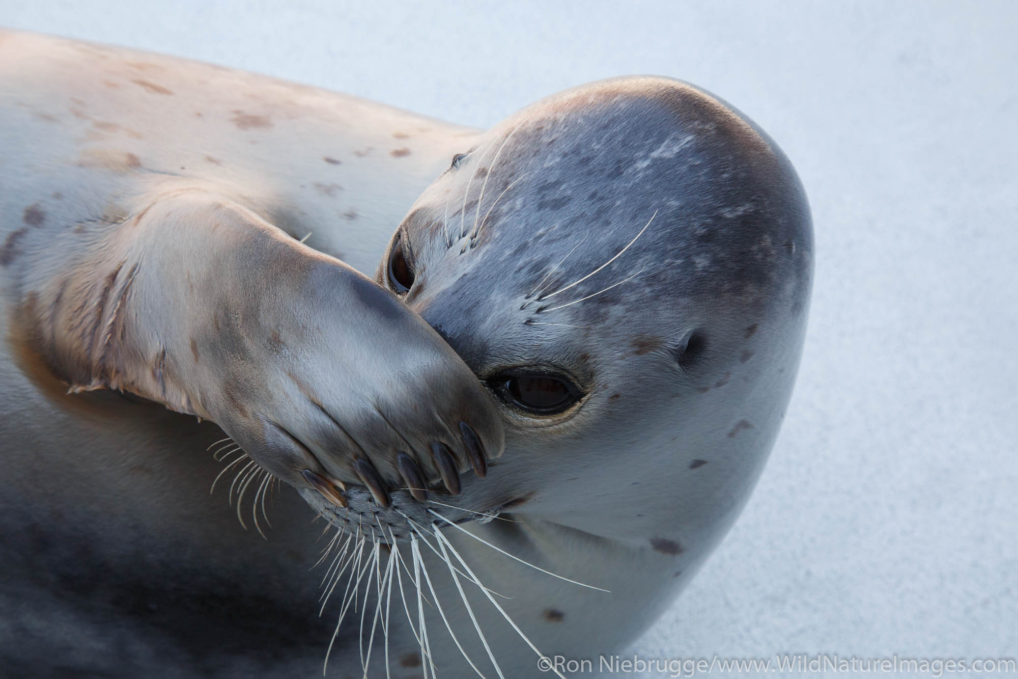 Harbor Seal, Alaska SeaLife Center, Seward, Alaska