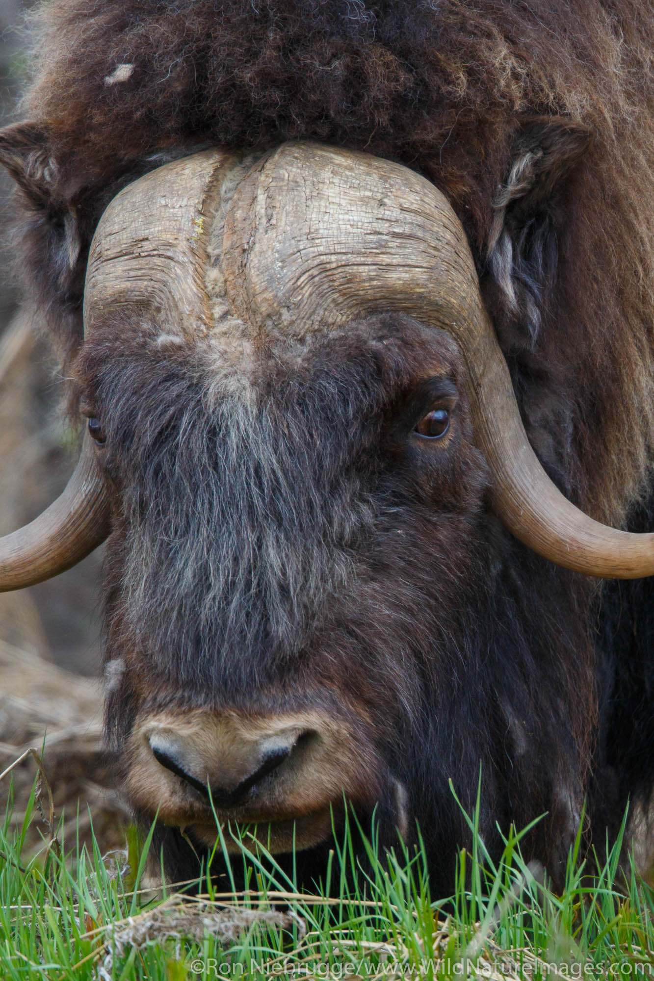 Muskox Arctic Alaska.