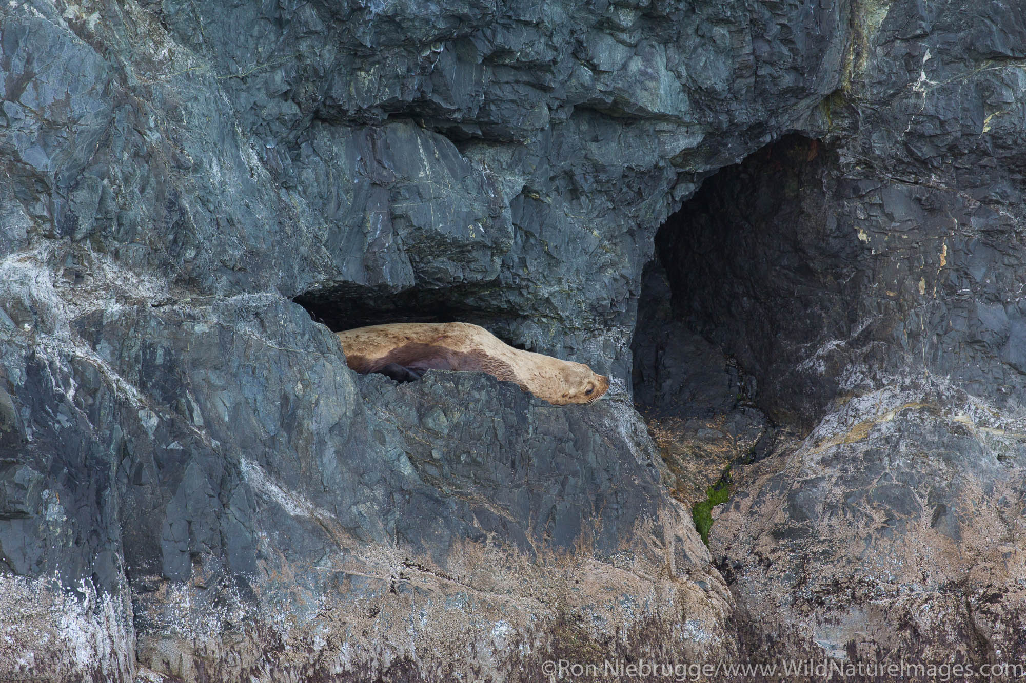 Steller Sea Lion, Prince William Sound, Chugach National Forest, Alaska.