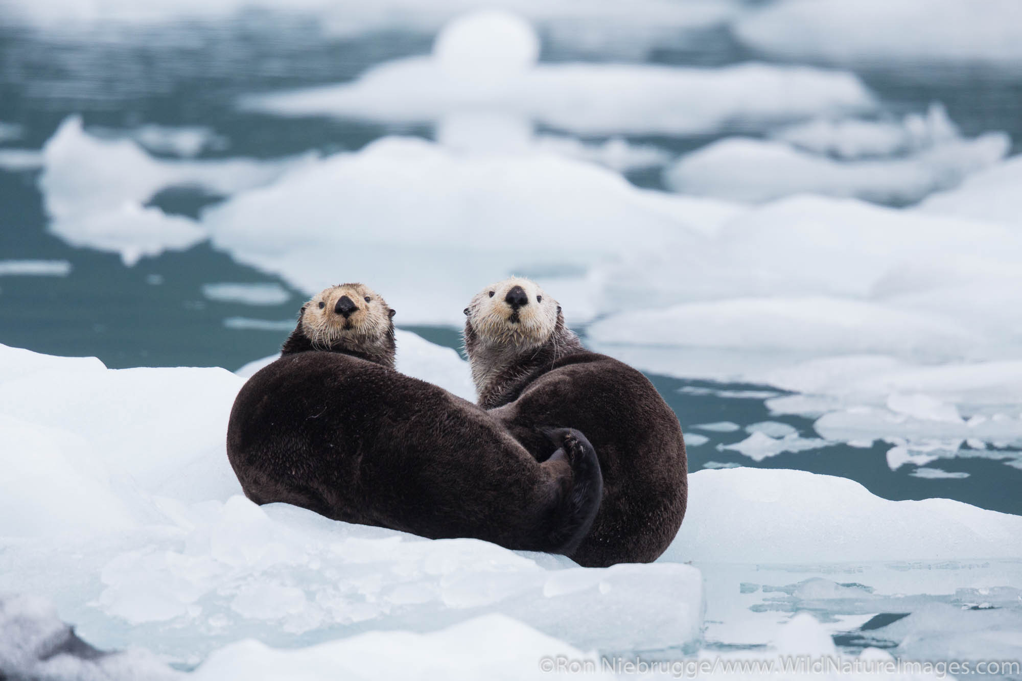 Sea otter, Prince William Sound, Chugach National Forest, Alaska.