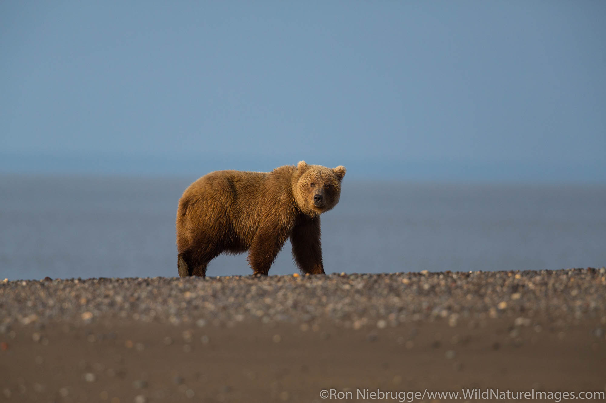 Brown / Grizzly Bear, Lake Clark National Park, Alaska.