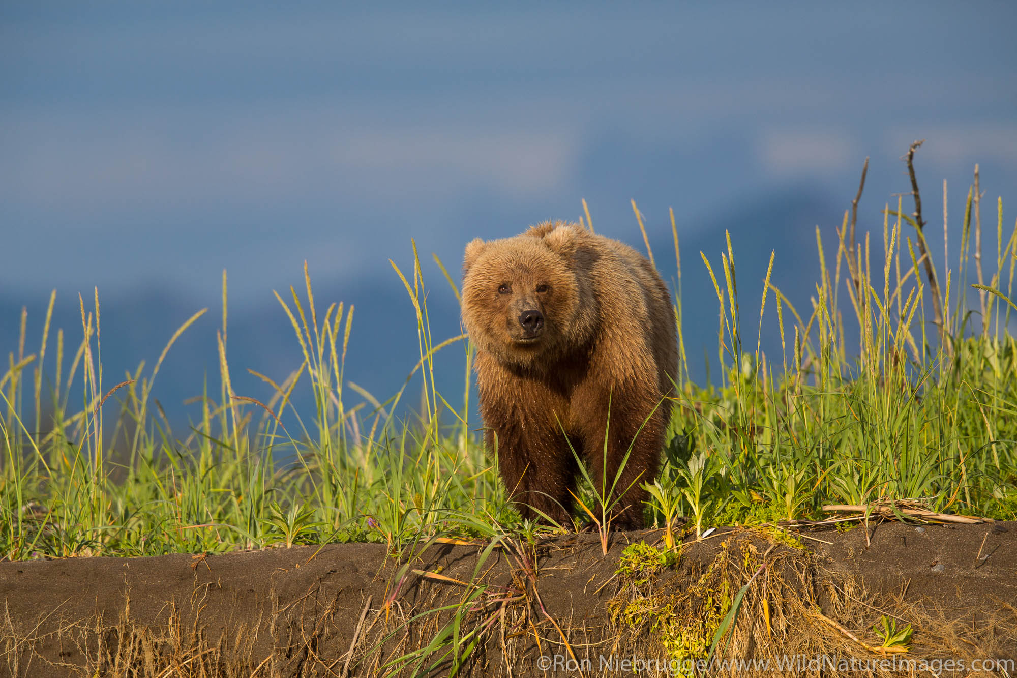 Brown / Grizzly Bear, Lake Clark National Park, Alaska.