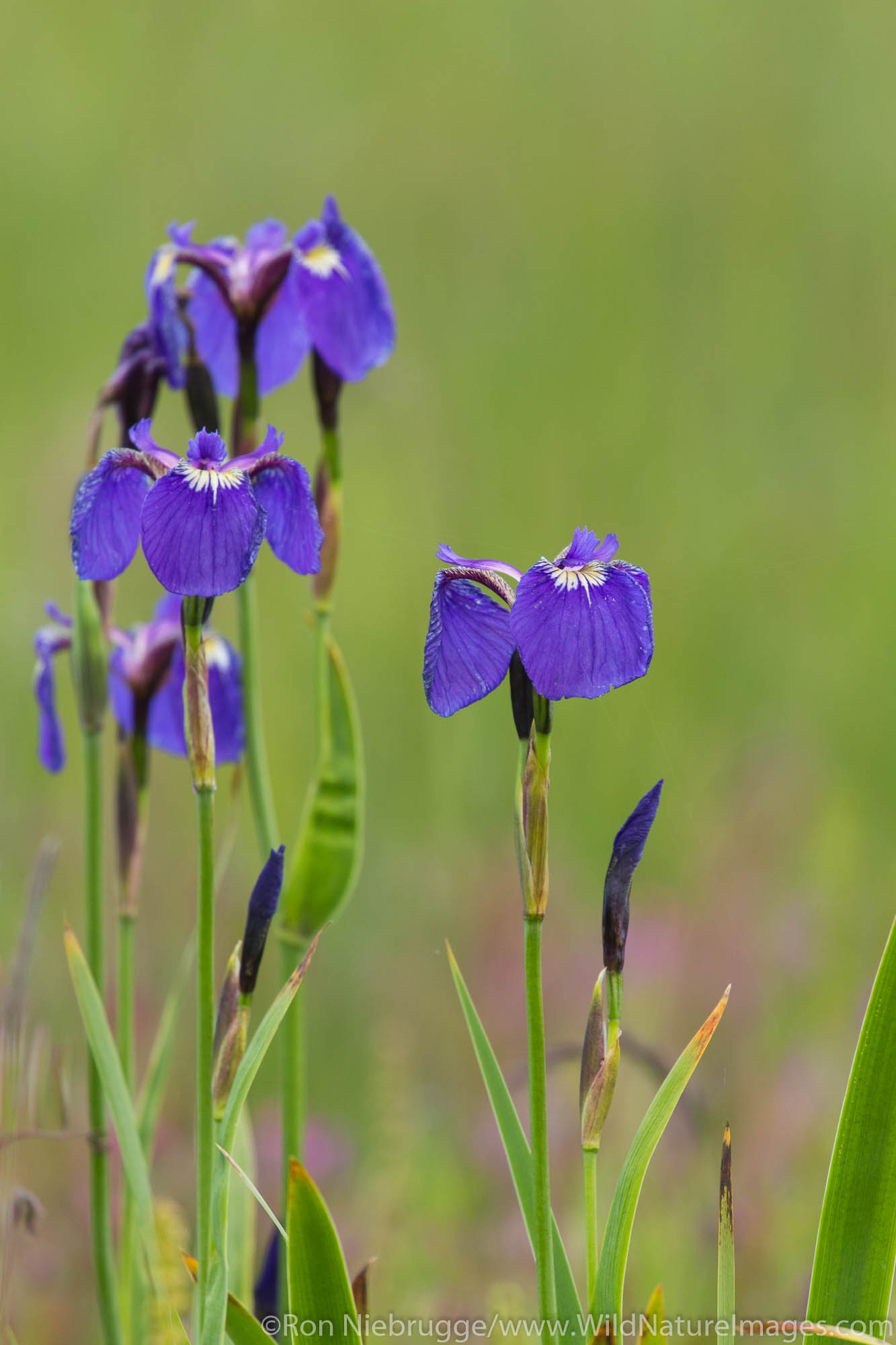 Wild Iris, Lake Clark National Park, Alaska.