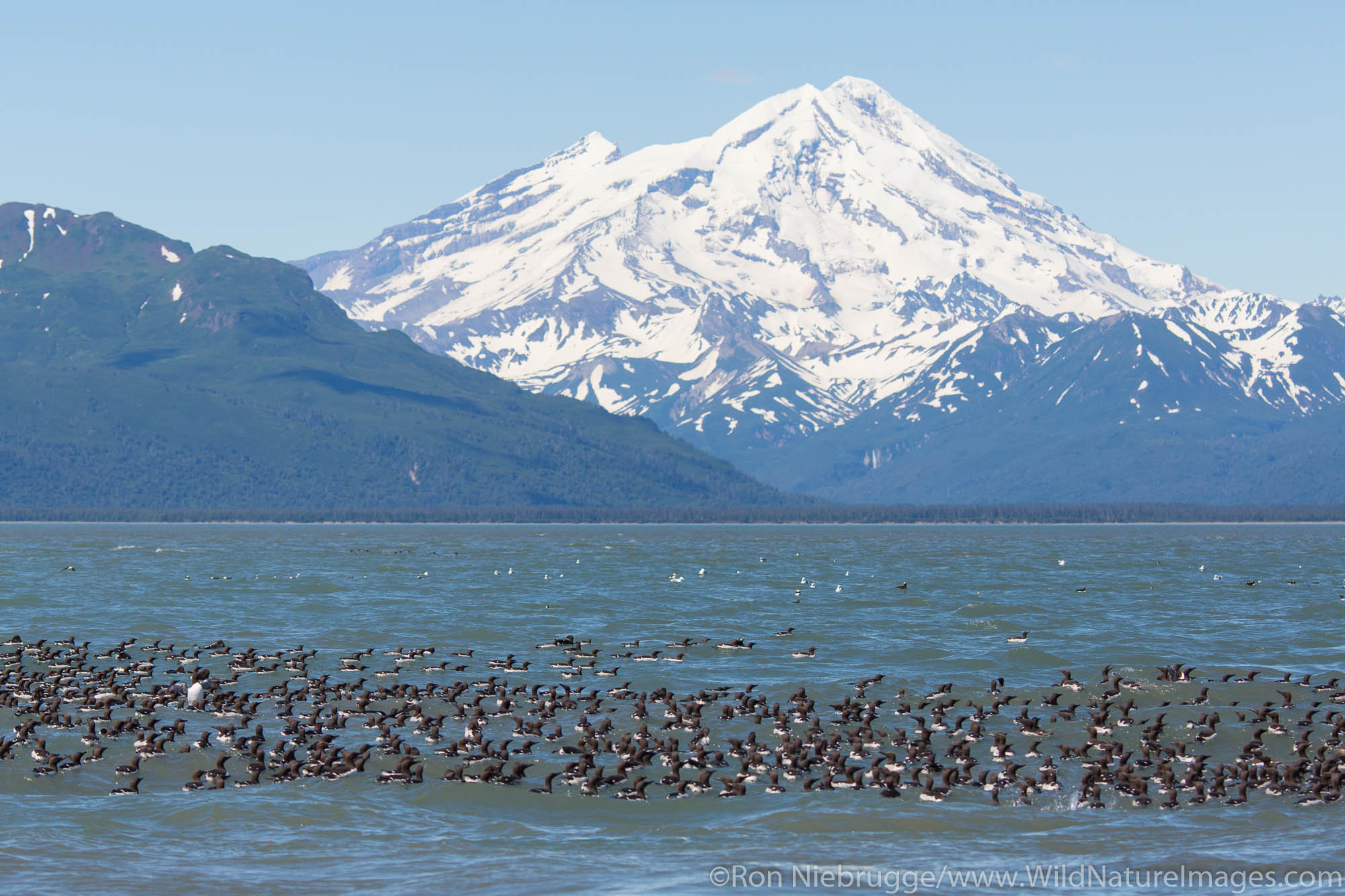 Raft of Common  Murres with Mt Redoubt volcano,  Lake Clark National Park, Alaska.