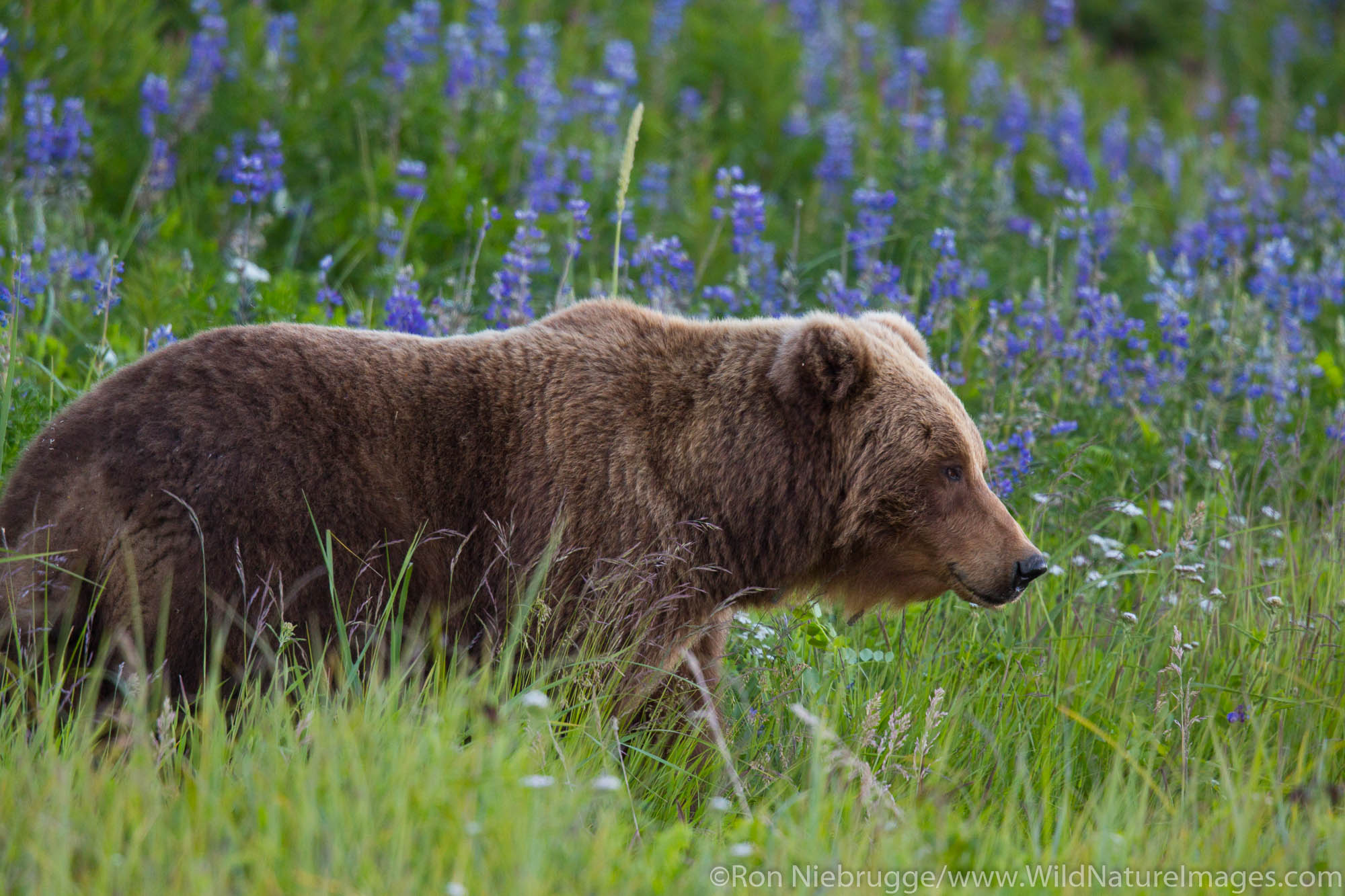 A Brown or Grizzly Bear, Lake Clark National Park, Alaska.