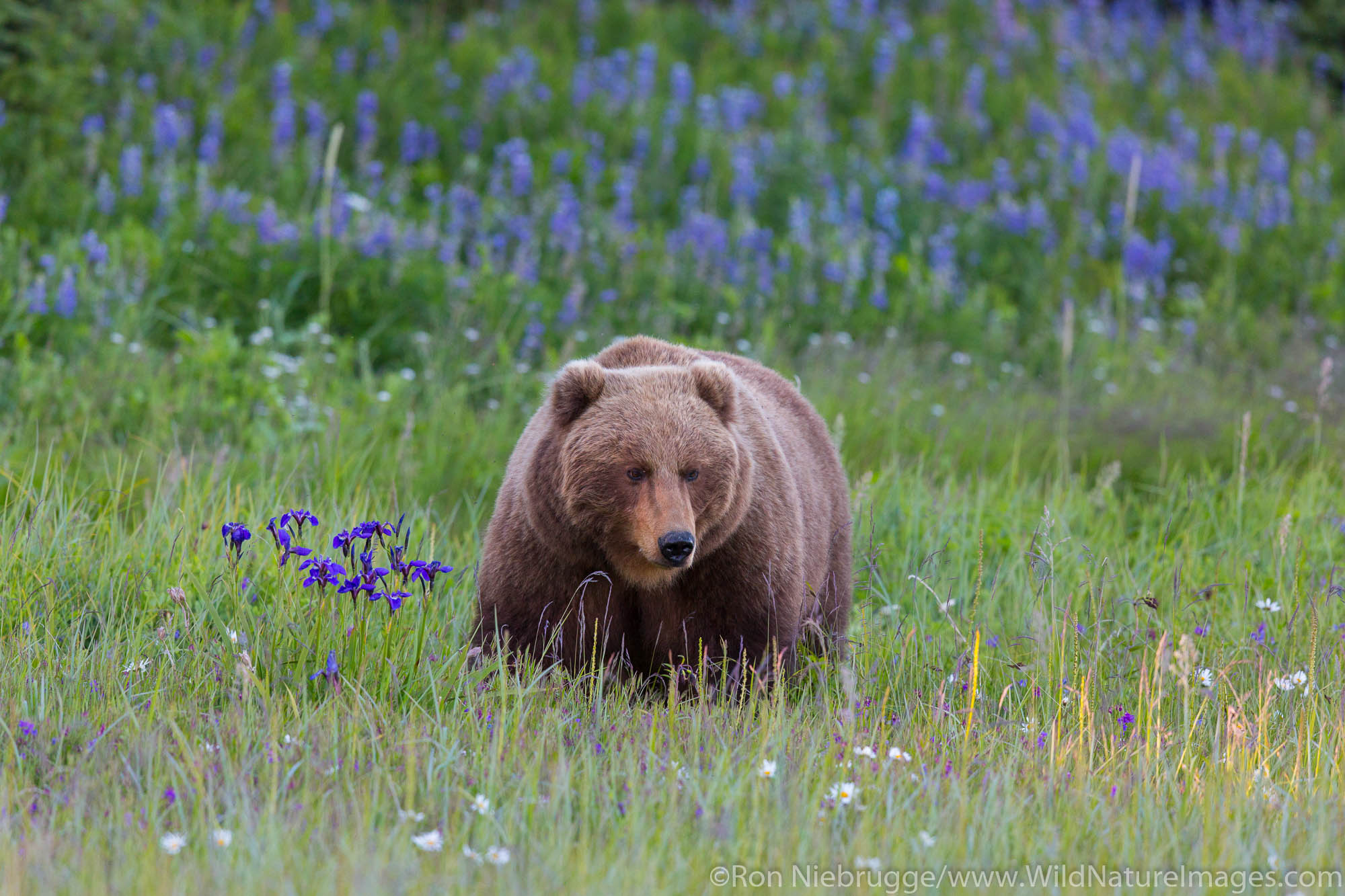 A Brown or Grizzly Bear, Lake Clark National Park, Alaska.