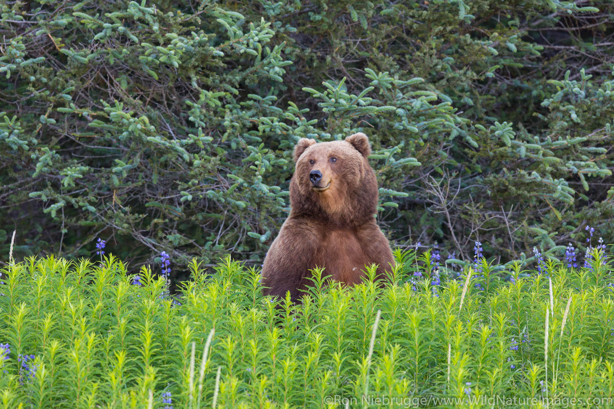 A Brown or Grizzly Bear, Lake Clark National Park, Alaska.