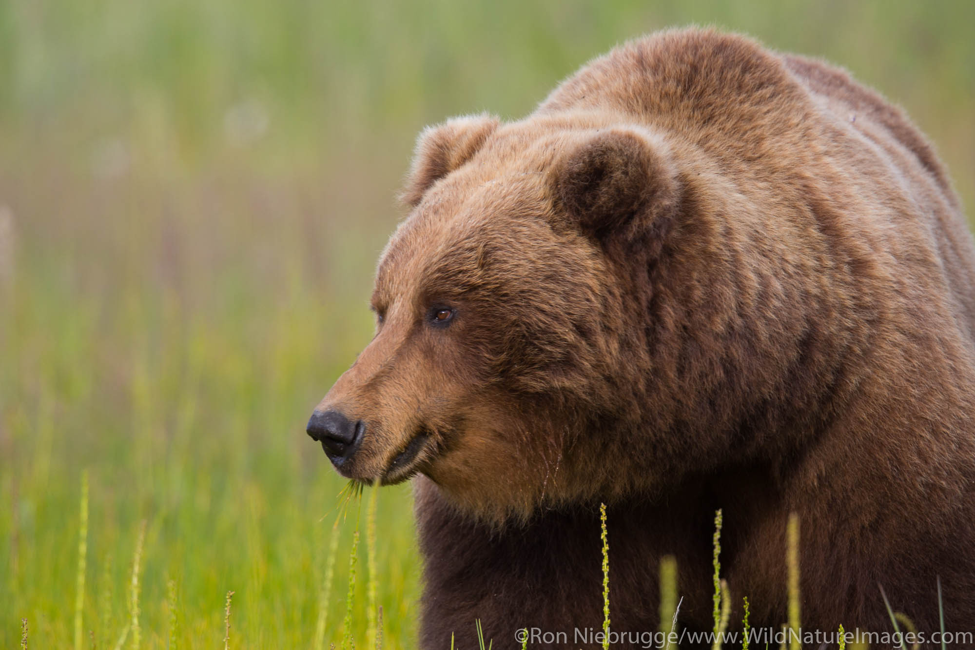 A Brown or Grizzly Bear, Lake Clark National Park, Alaska.