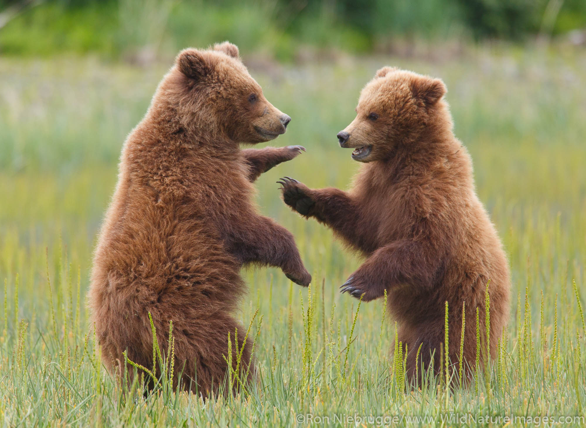 A Brown or Grizzly Bear, Lake Clark National Park, Alaska.