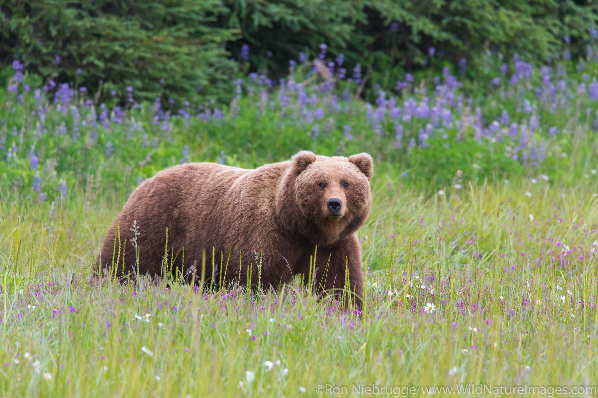 A Brown or Grizzly Bear, Lake Clark National Park, Alaska.