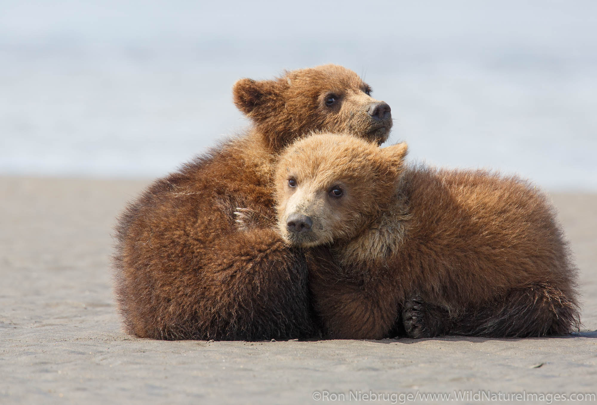 A Brown or Grizzly Bear, Lake Clark National Park, Alaska.