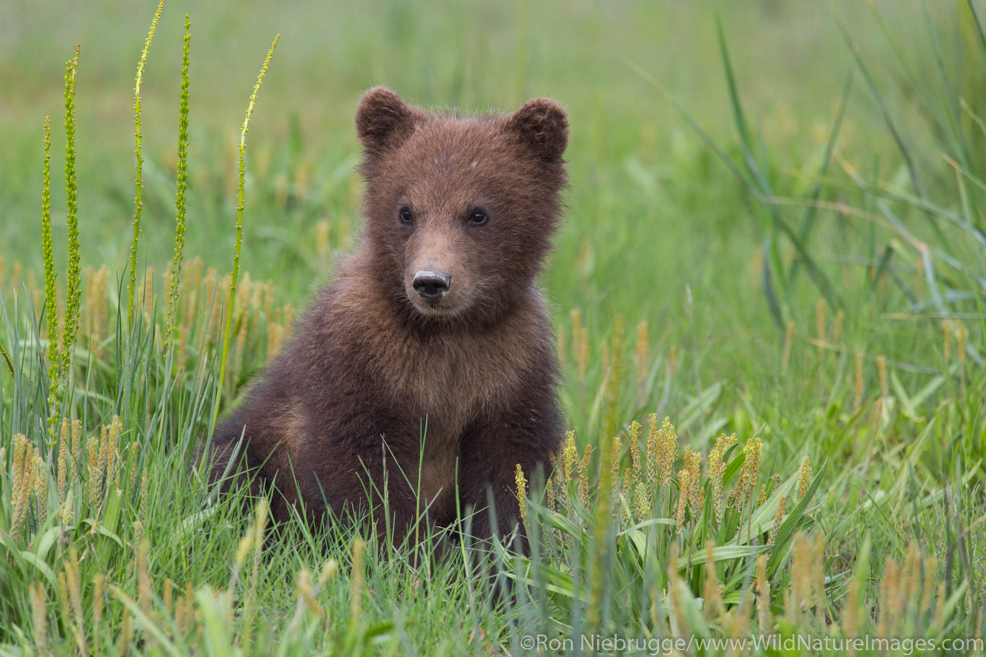 Grizzly Bear Cub Photos by Ron Niebrugge