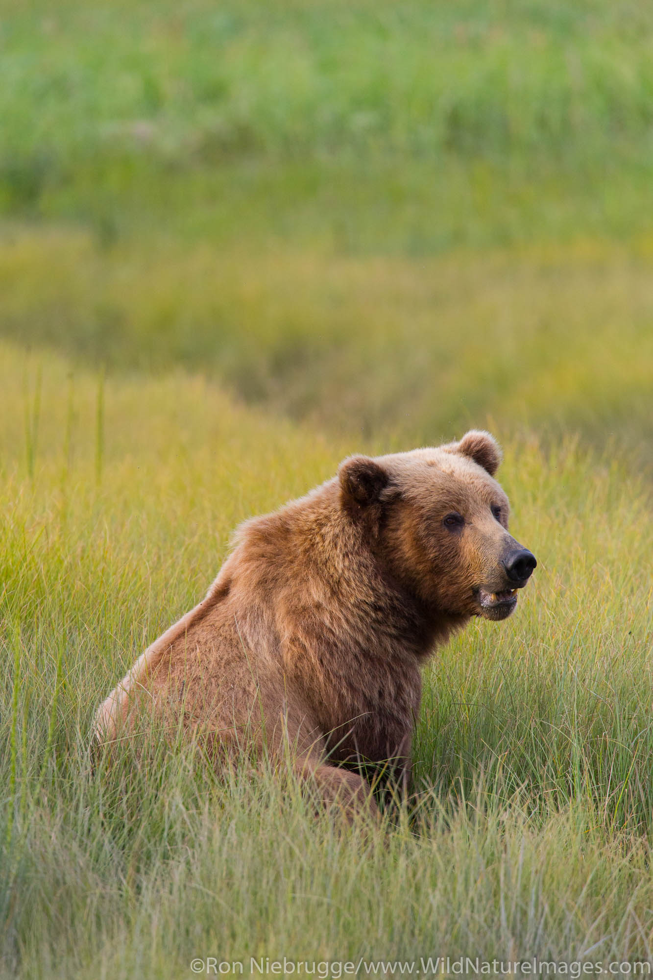A Brown or Grizzly Bear, Lake Clark National Park, Alaska.