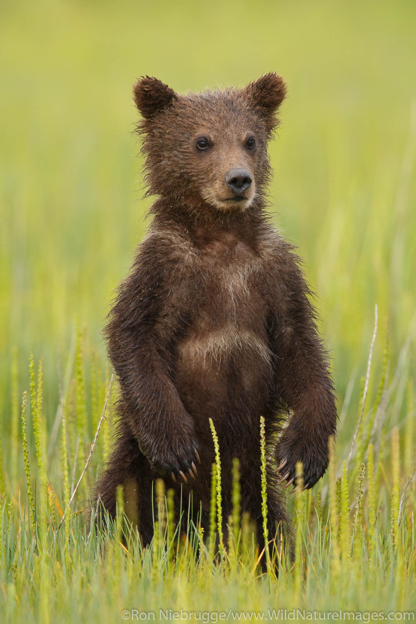 Grizzly Bear Cub Photos by Ron Niebrugge