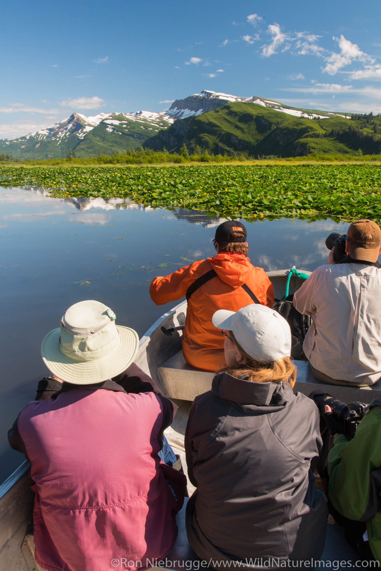 Lily pond, Lake Clark National Park, Alaska.