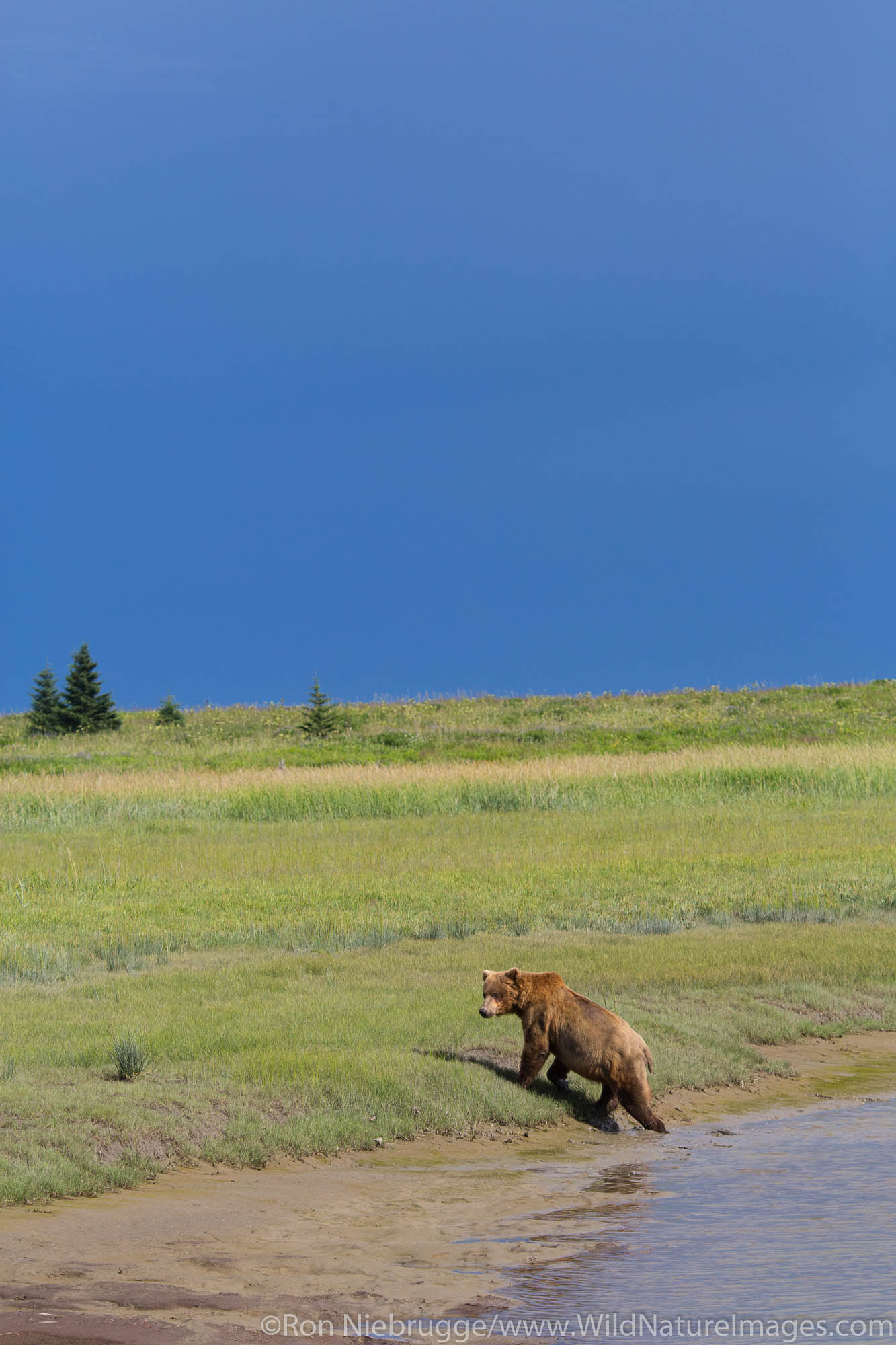 A Brown or Grizzly Bear, Lake Clark National Park, Alaska.