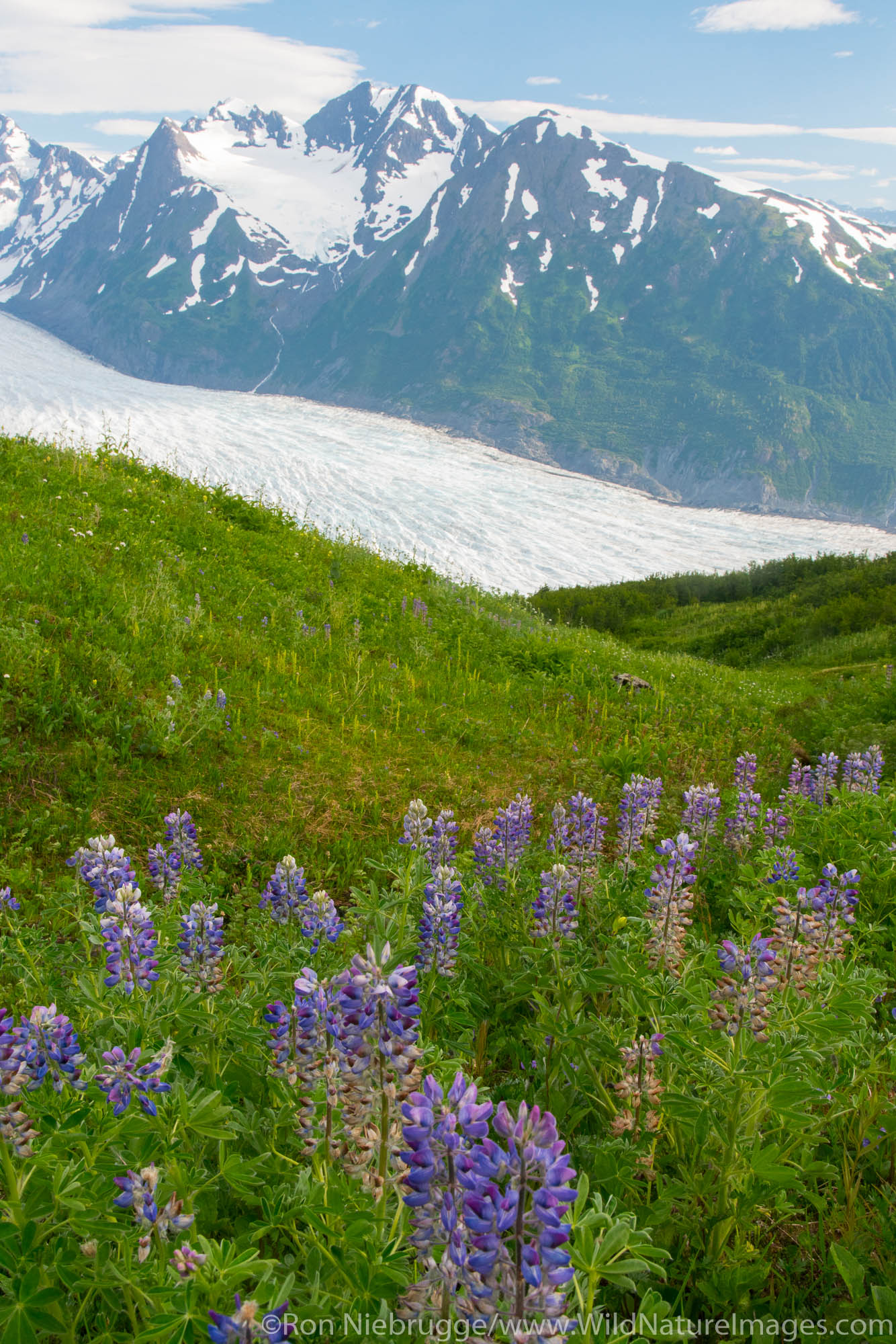 Spencer Glacier Bench, Chugach National Forest, Alaska.