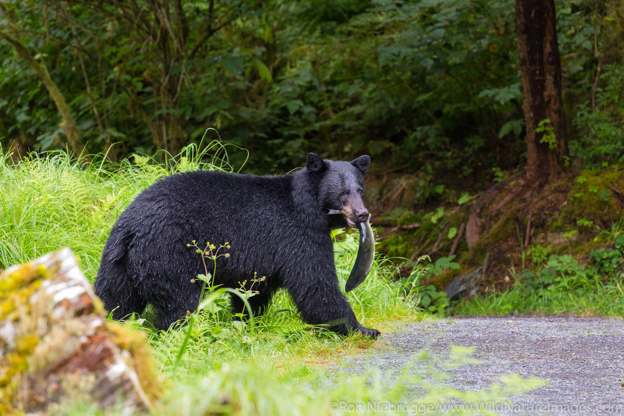 Anan Creek Bear Observatory, Tongass National Forest, Alaska.