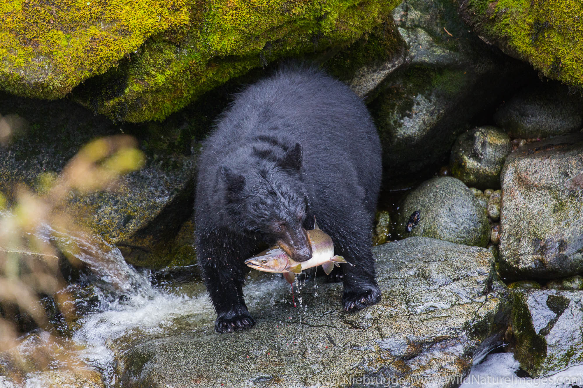 Anan Creek Bear Observatory, Tongass National Forest, Alaska.