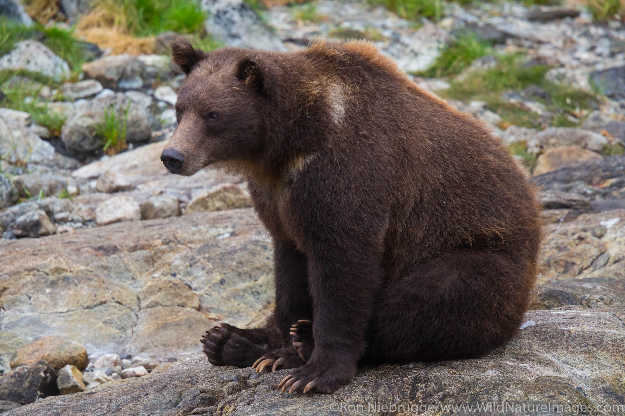Brown bears, Baranof Island, Tongass National Forest, Alaska.
