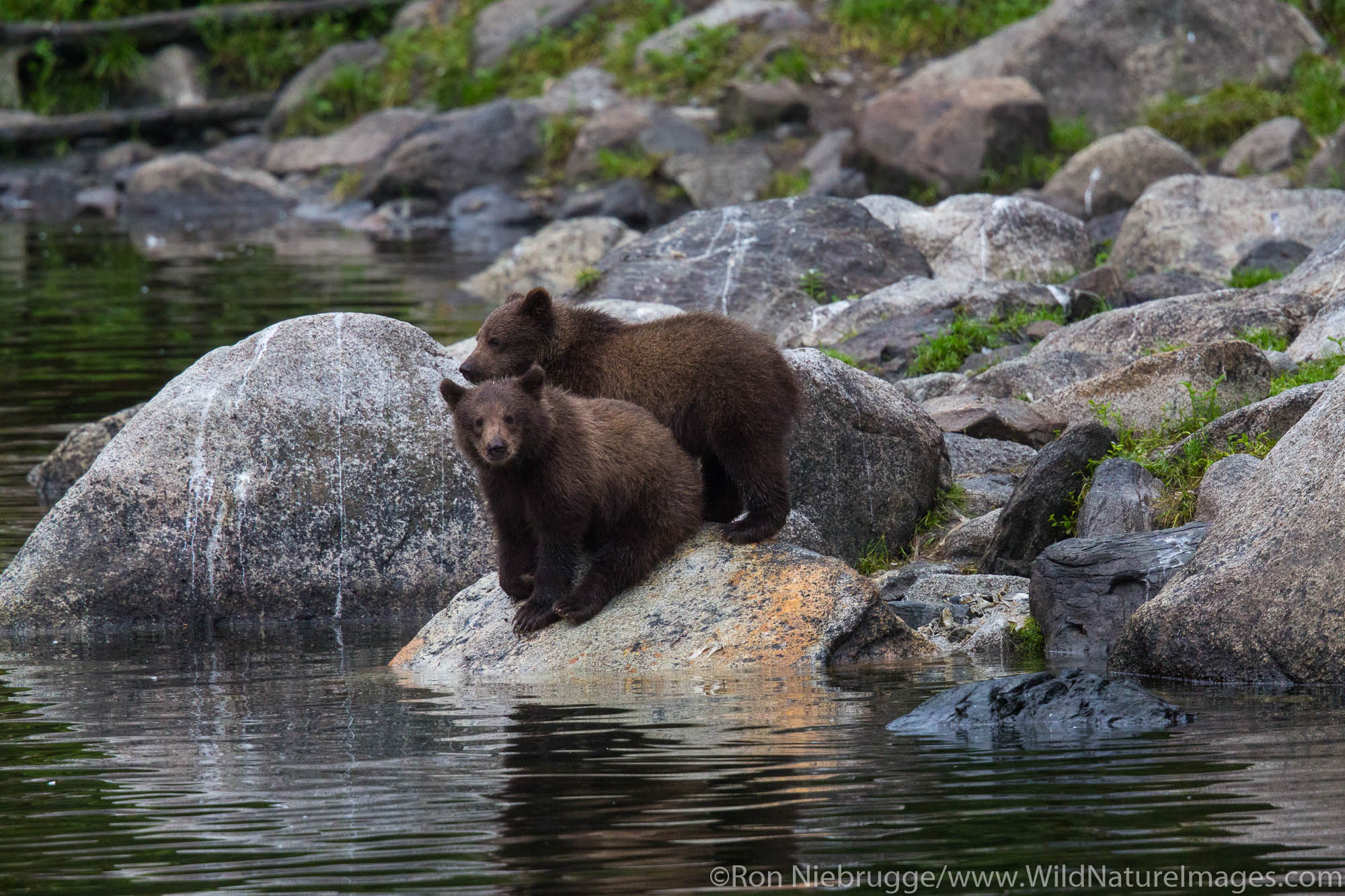 Brown bears, Baranof Island, Tongass National Forest, Alaska.